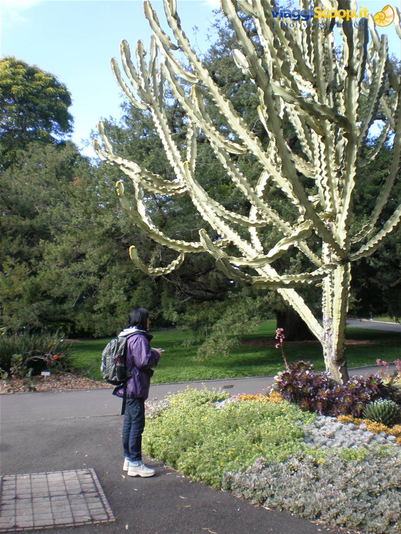 Gigantesca pianta grassa al Royal Botanic Garden