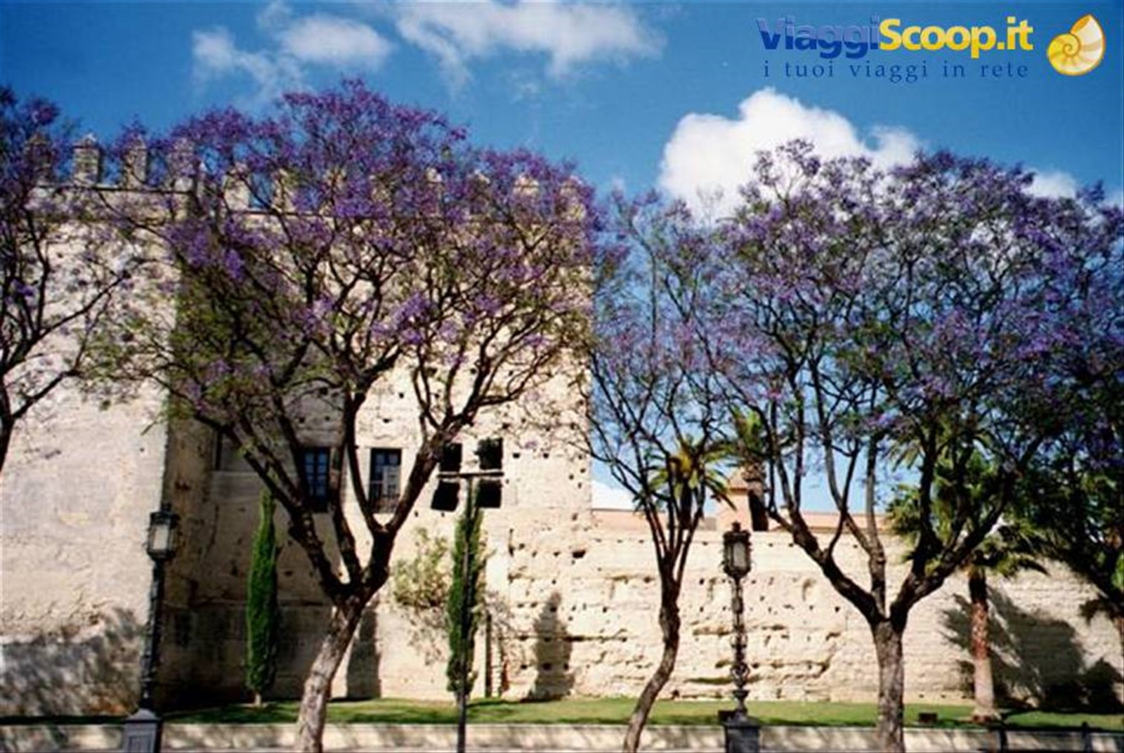 jacaranda a Jerez
