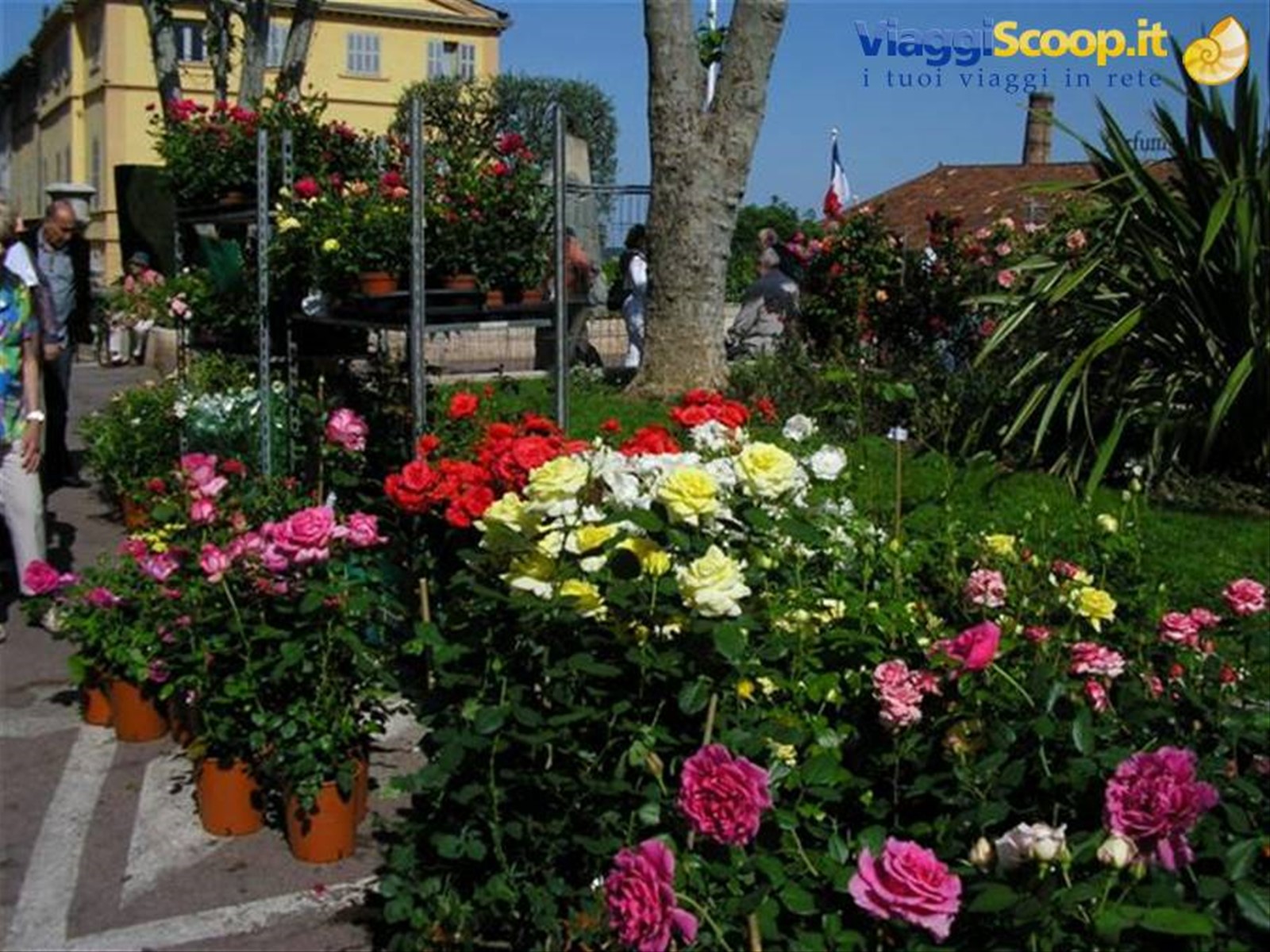 festival delle rose a Grasse