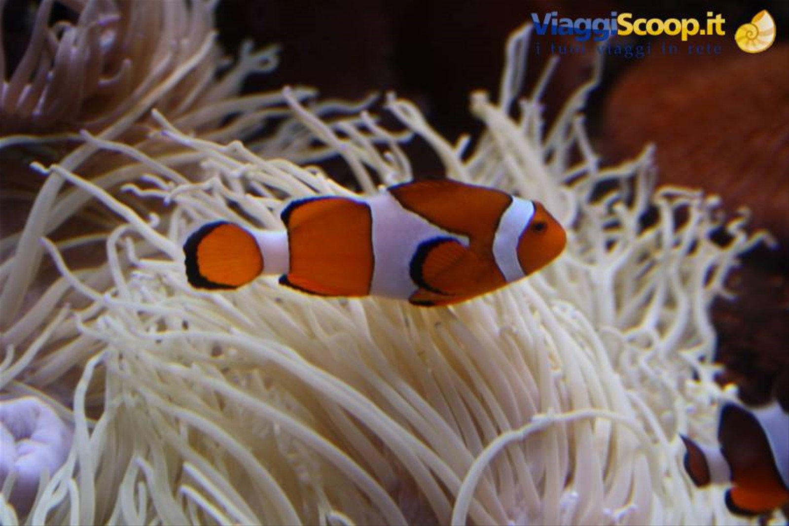 Nemo