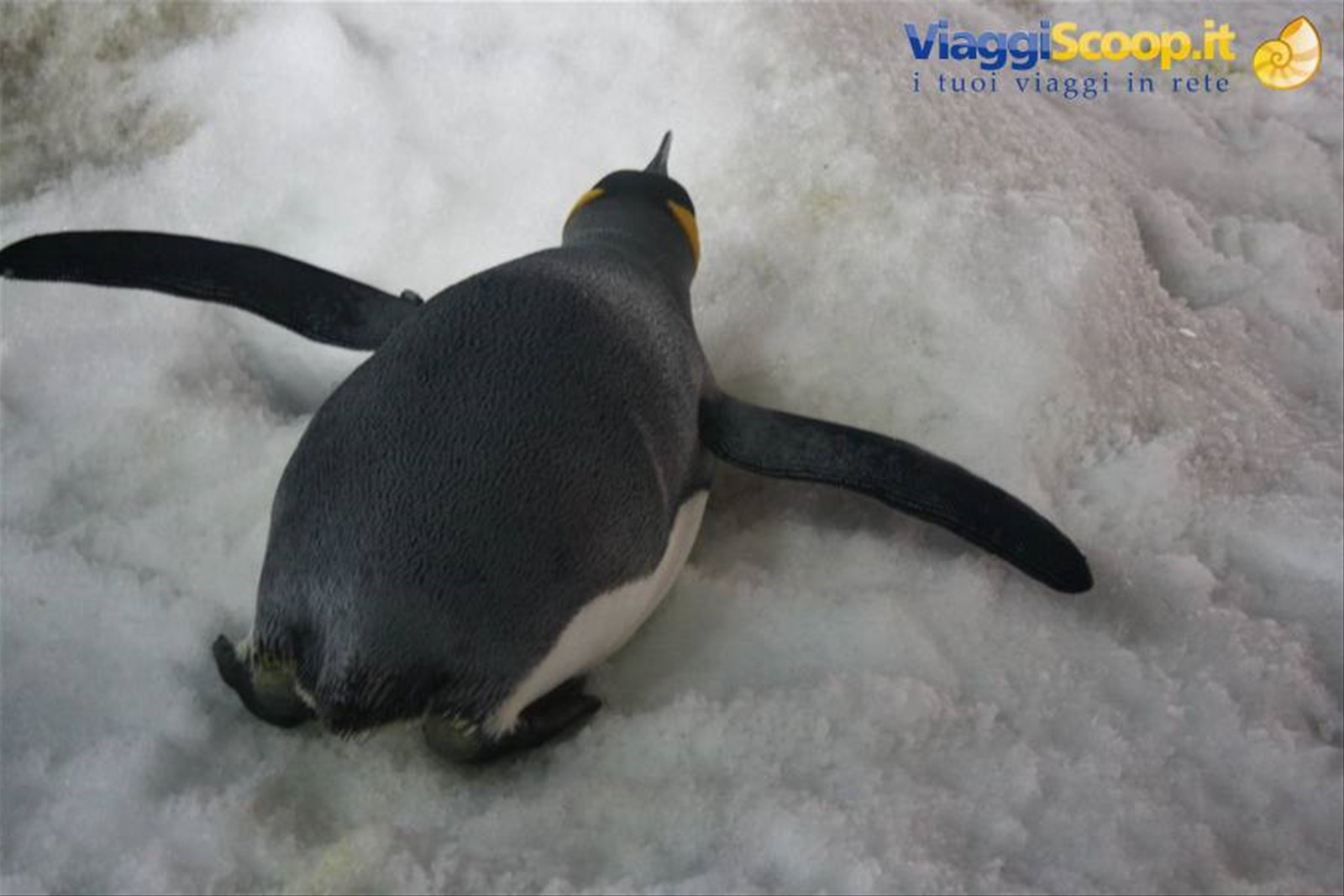 Pinguini antartici