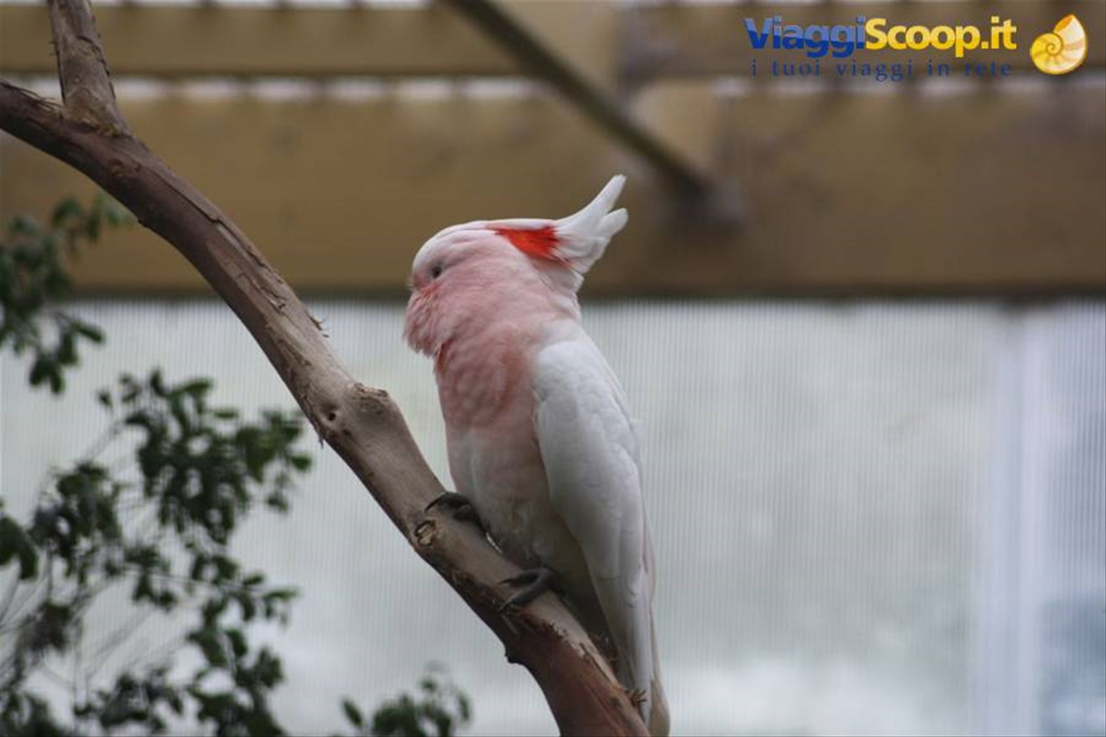 Pink Coackatoo
