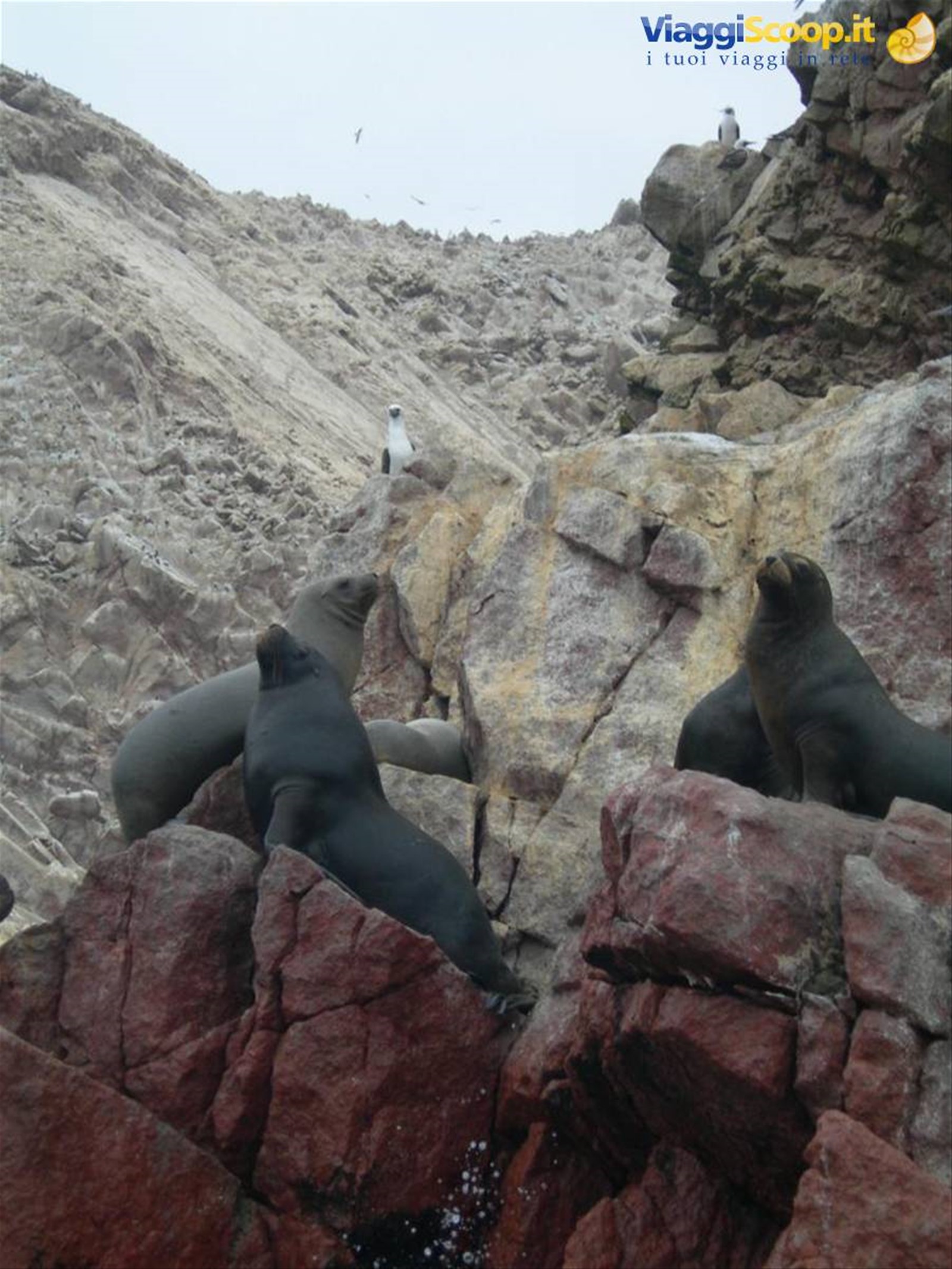 Islas Ballestas - Leoni marini