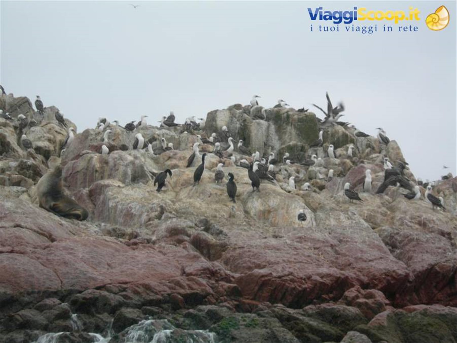 Islas Ballestas - innumerevoli uccelli marini