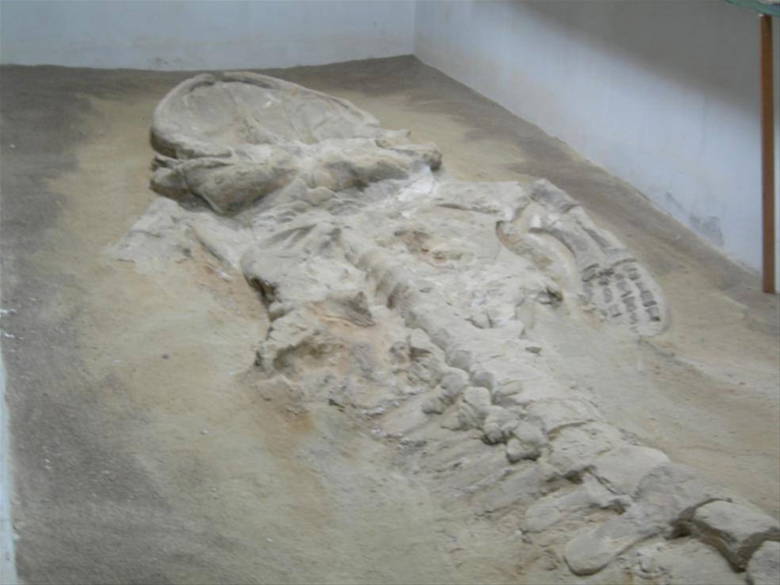 0325 Sacaco Museo balena fossile