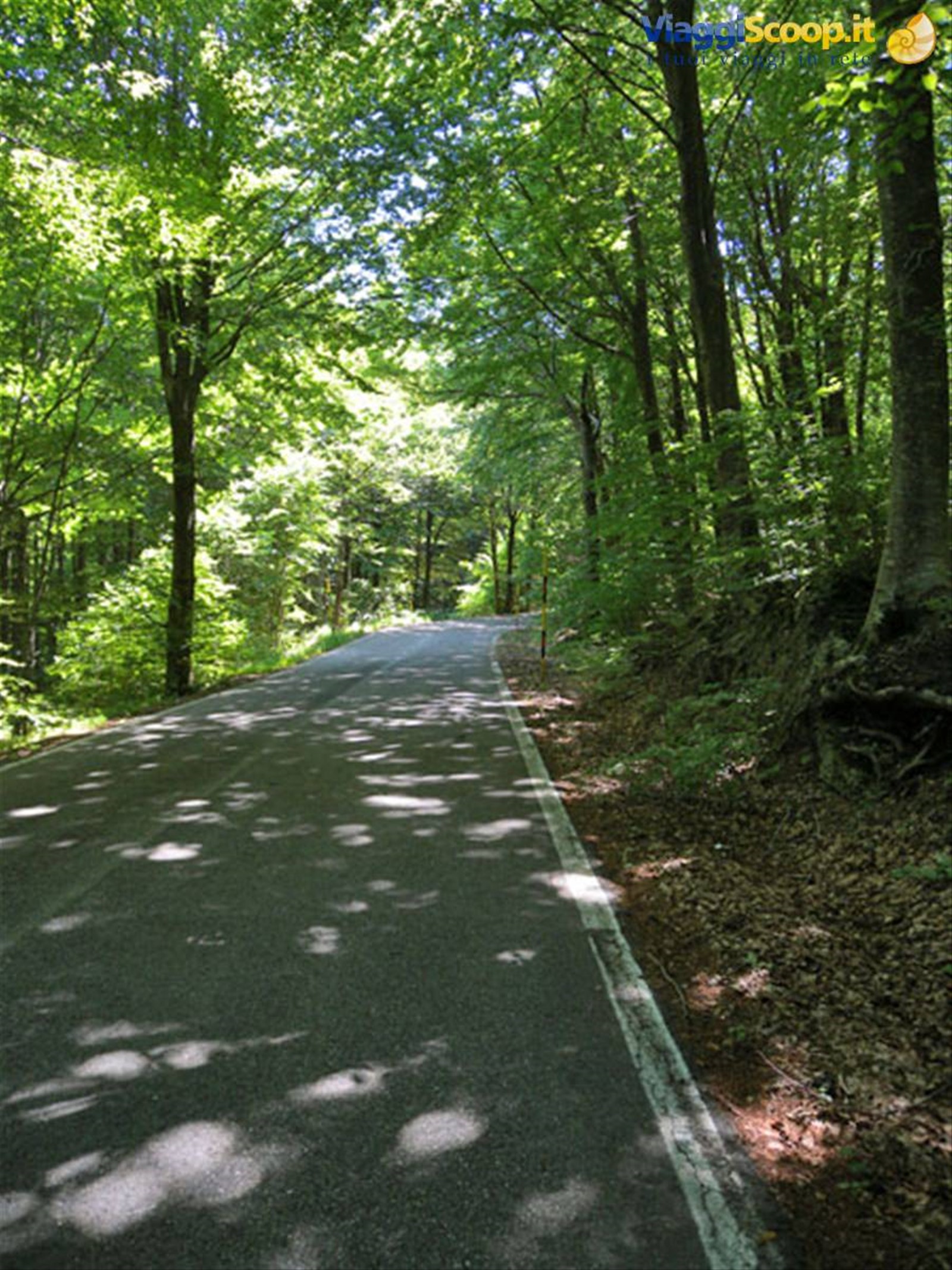Amiata: galleria verde