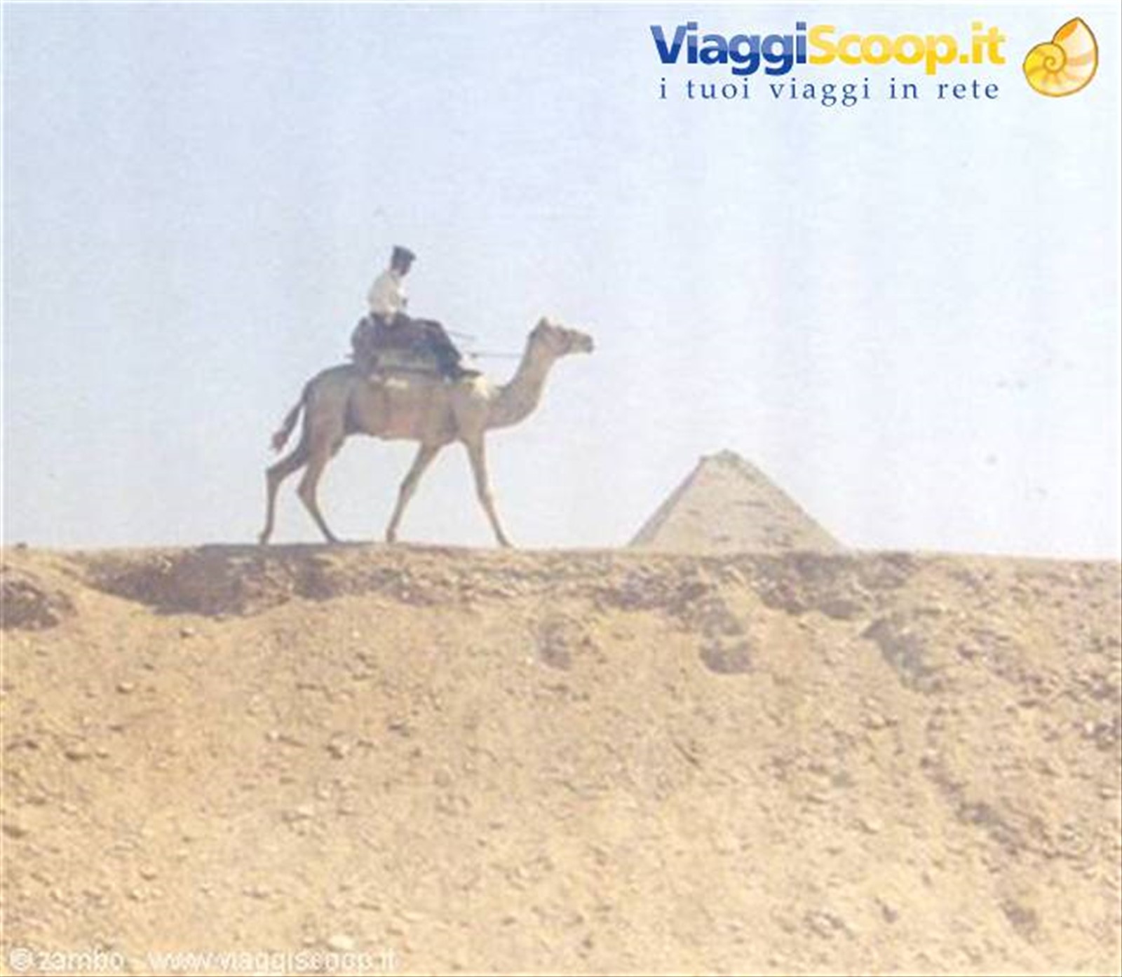Cammello a Giza