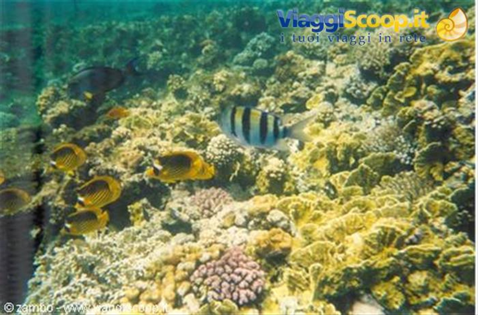 Snorkelling