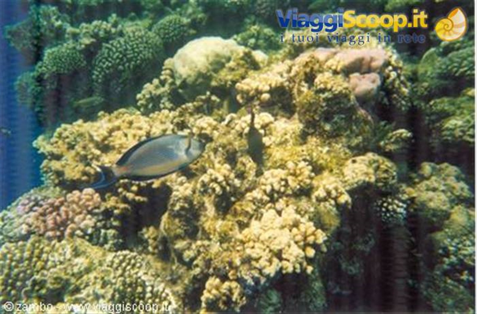 Snorkelling