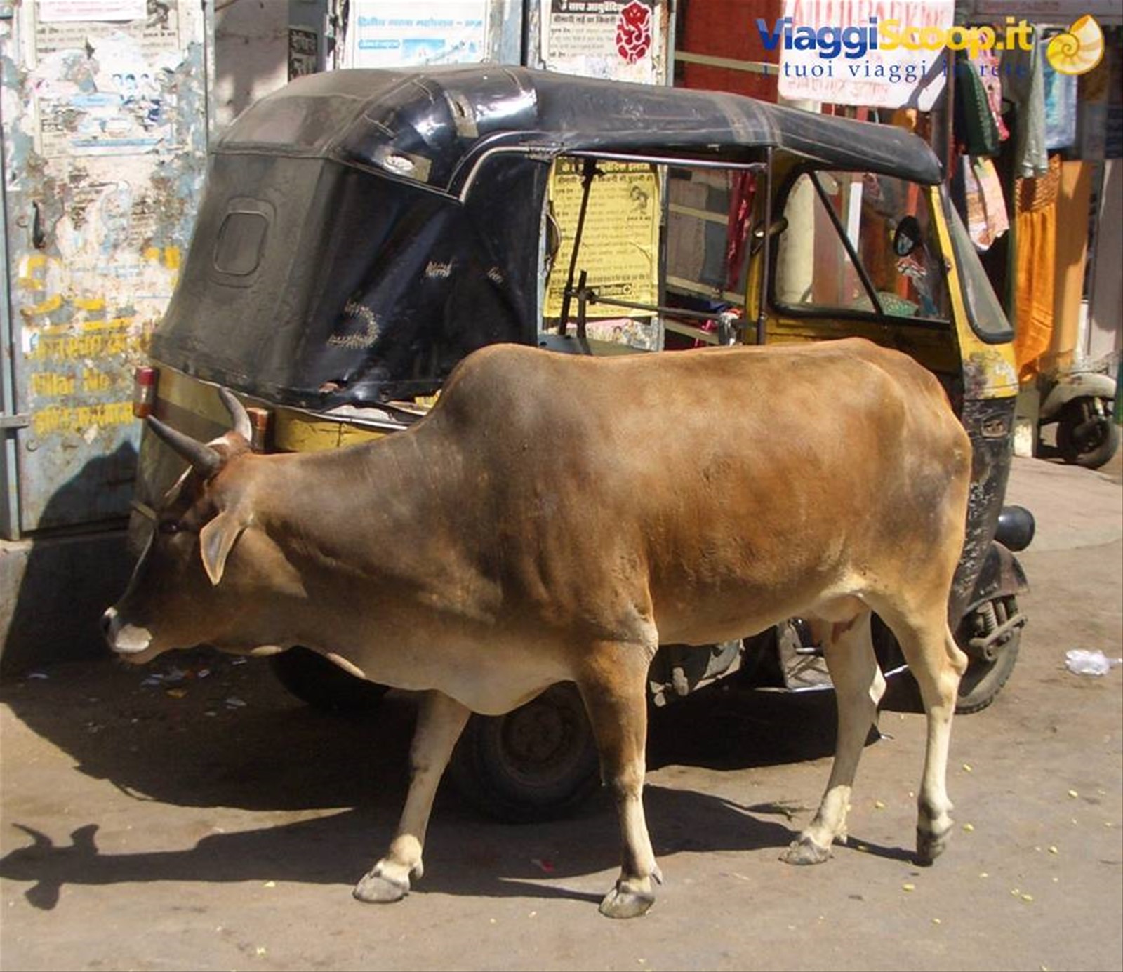 India....La mucca e il Tuk Tuk