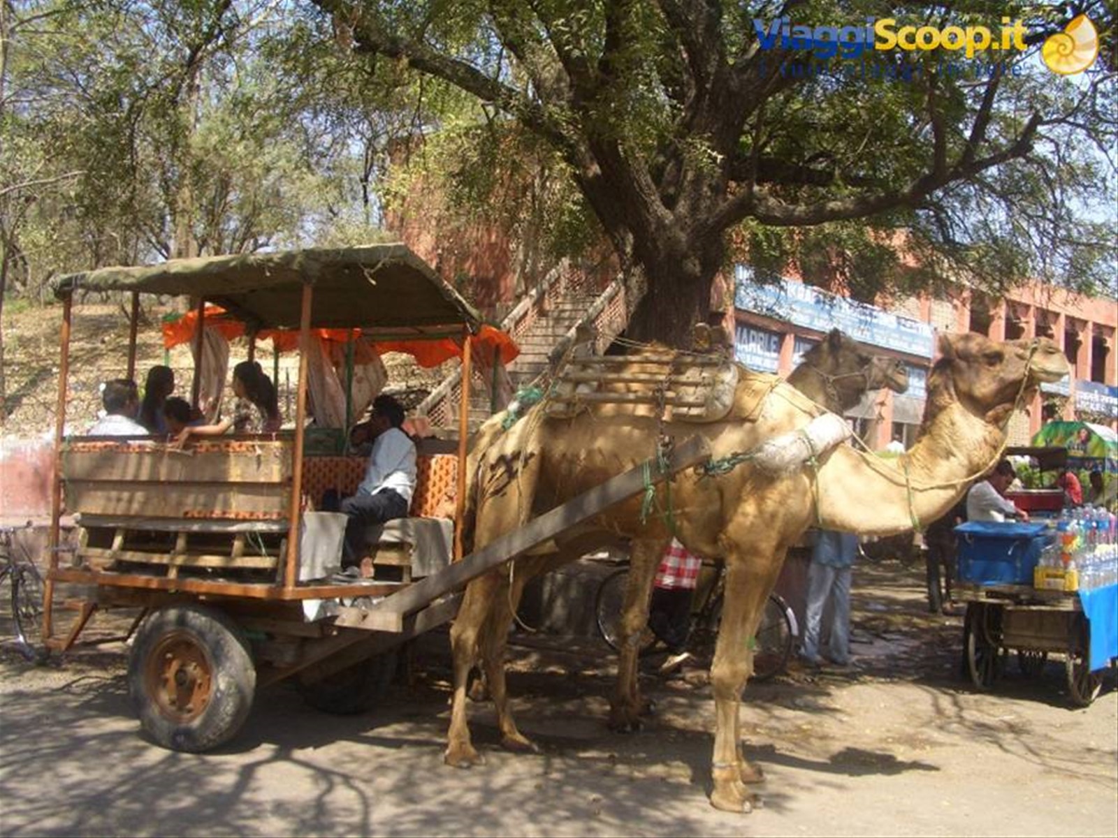 Foto di viaggio in INDIA