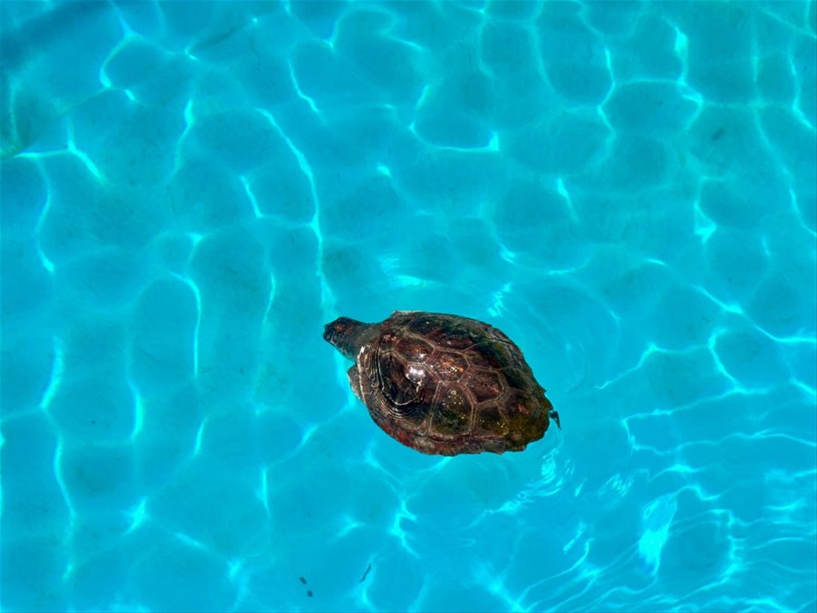 Una tartaruga nuota placida nell'acqua turchese, che meraviglia!