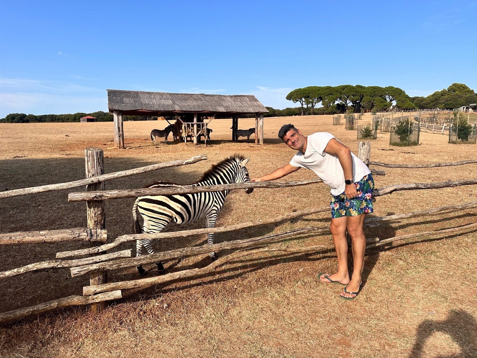 Un carezza a una zebra, che emozione incontrarla da vicino!