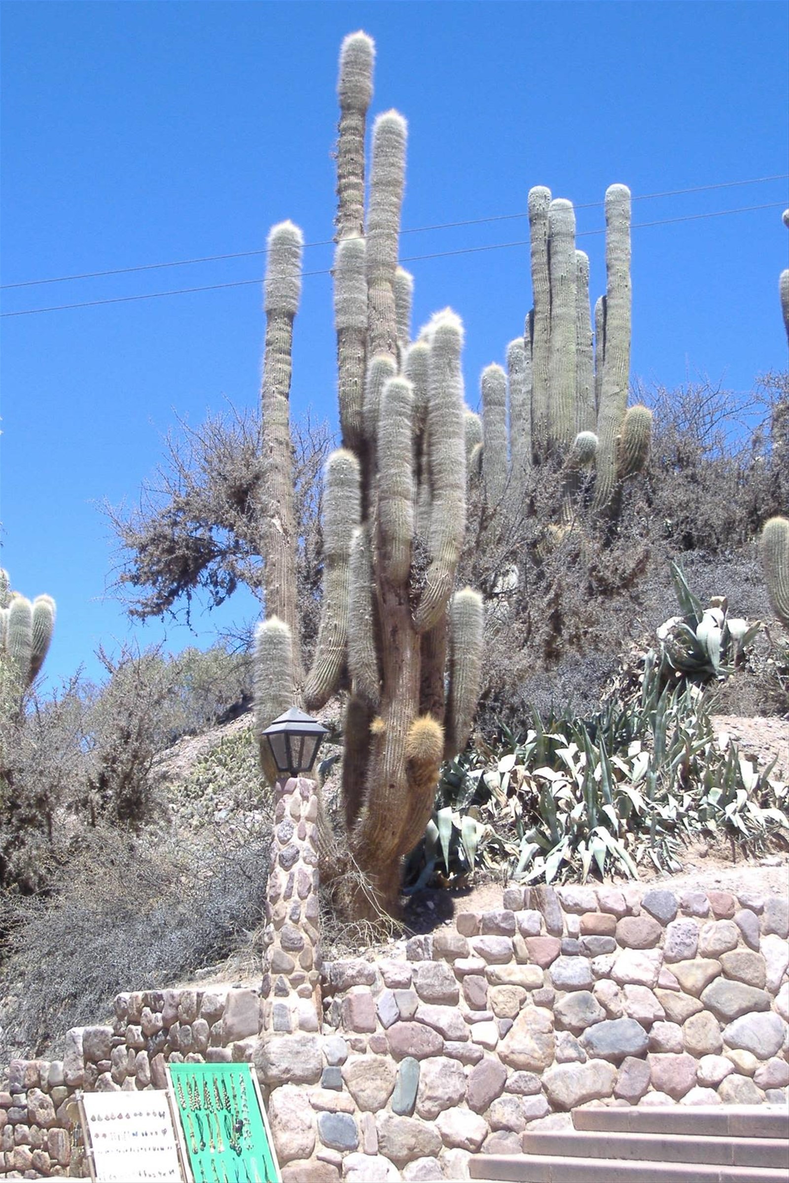 Cardones