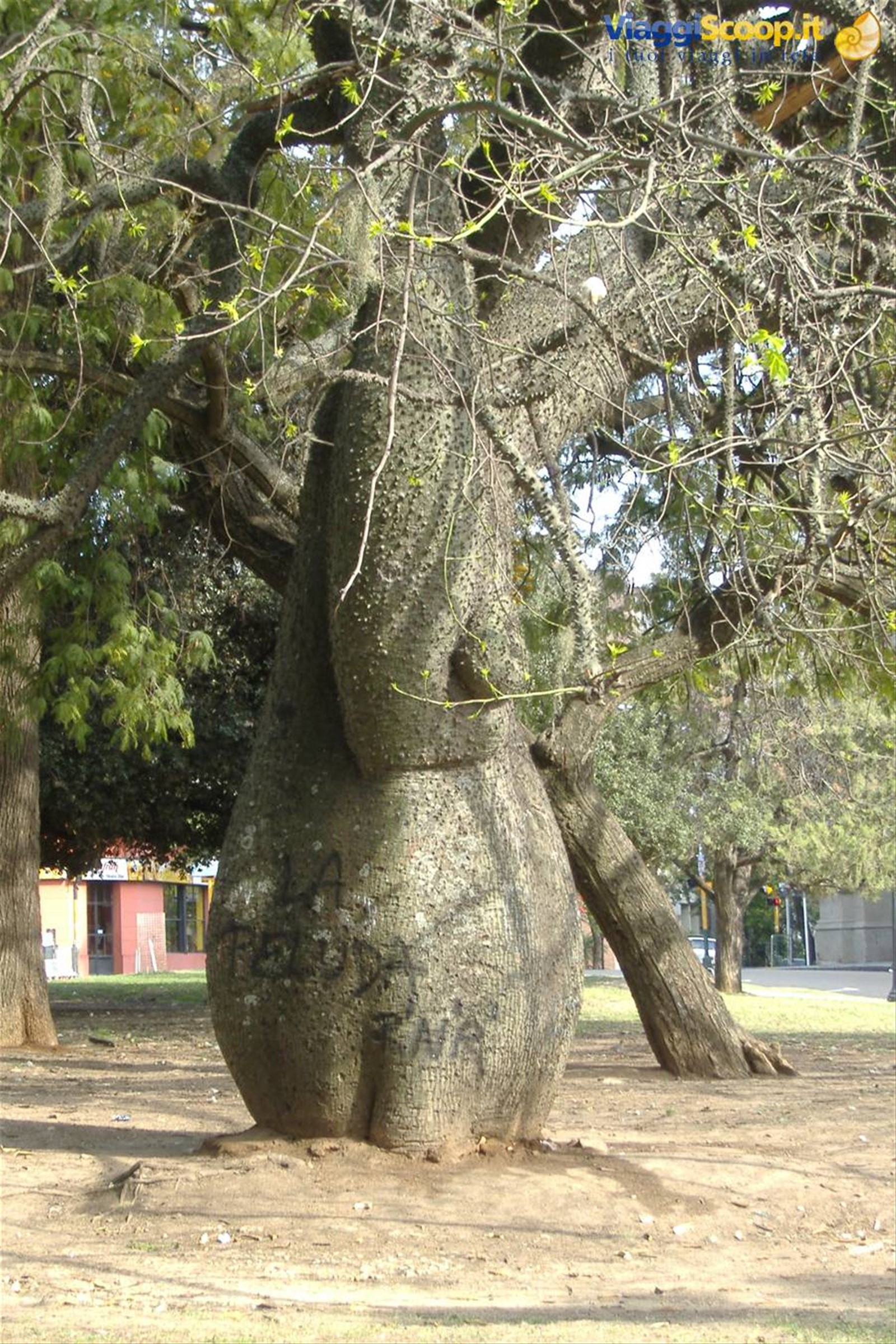 Palo borracho a Paraná