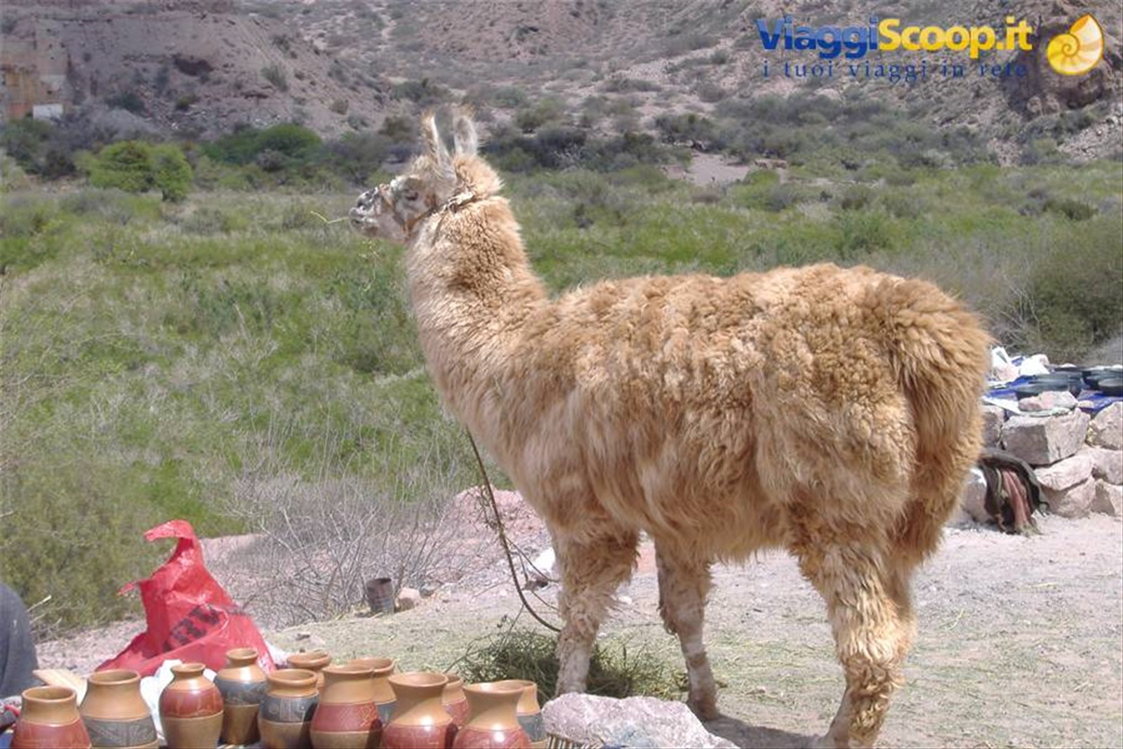 Llama nella quebrada