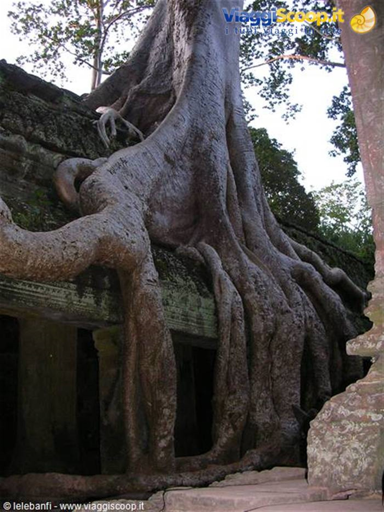Ta Prohm - Pianta