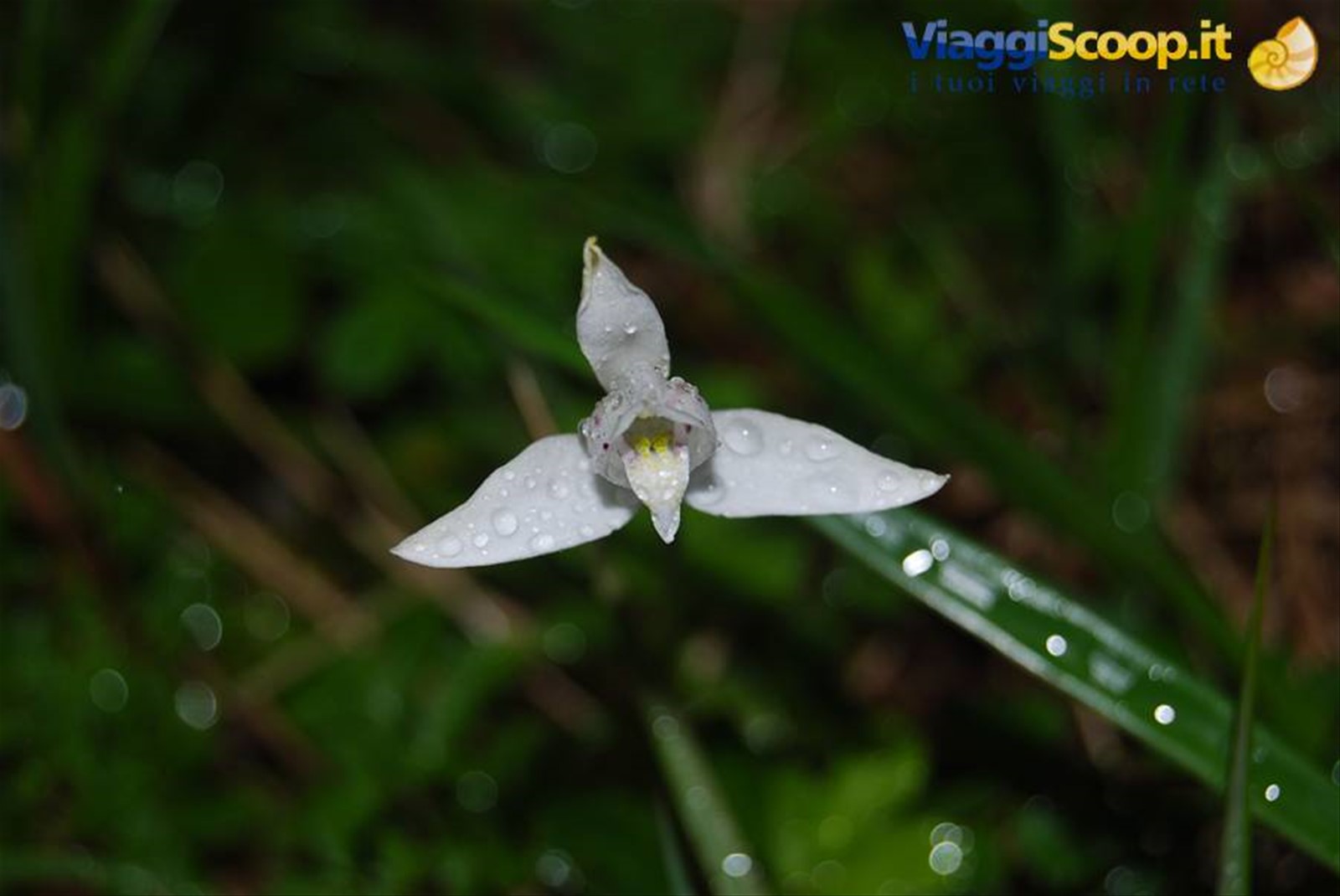Torri del Paine - Lago Grey - Orchidea