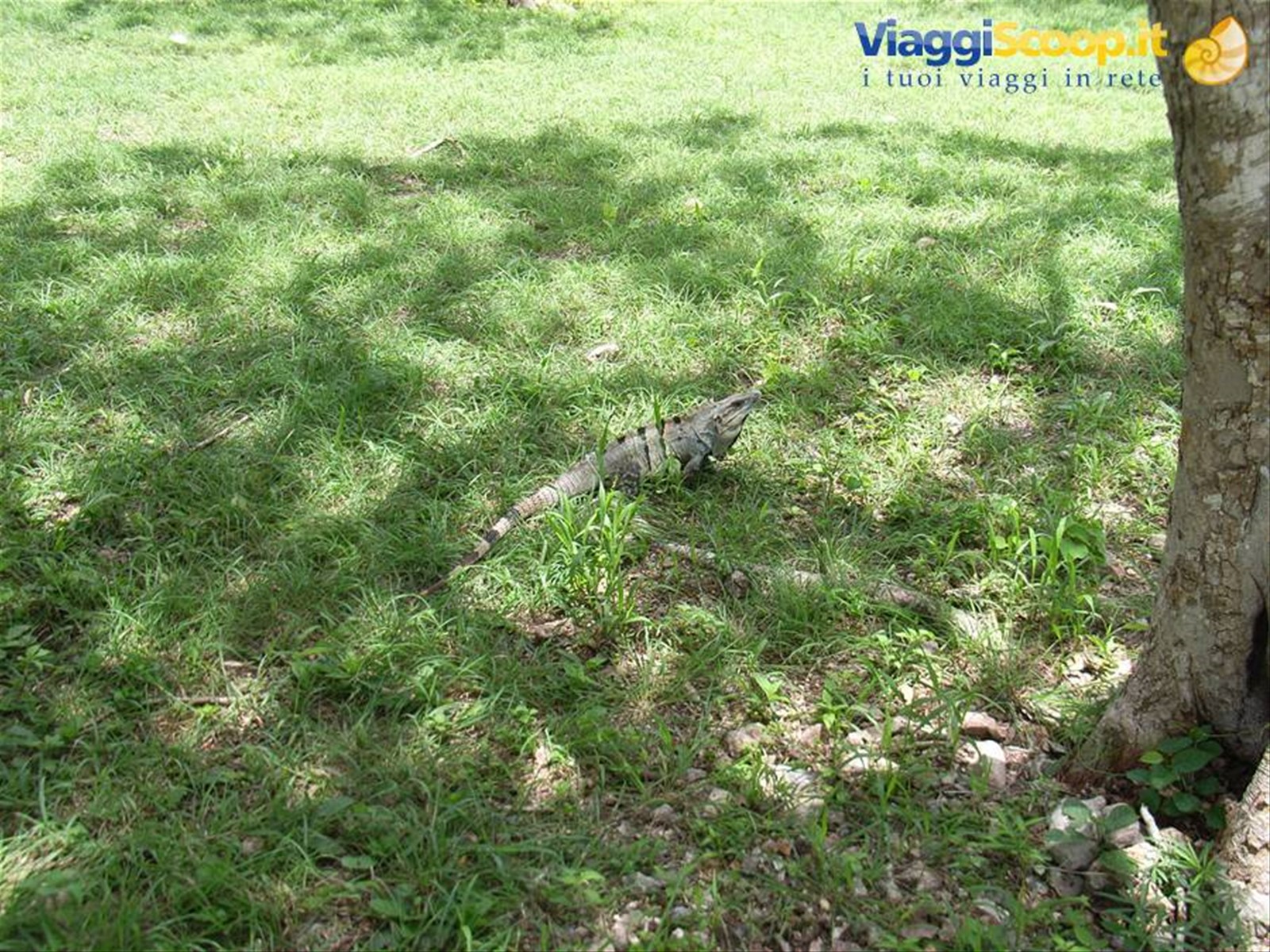 IGUANA