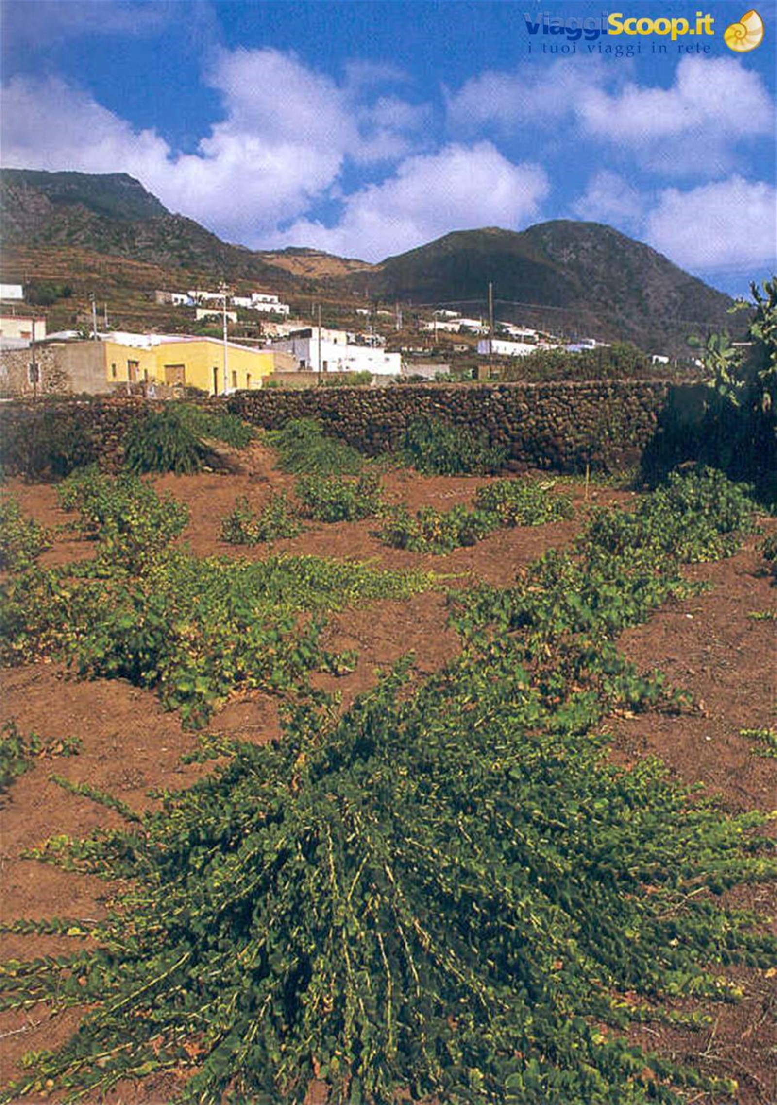 PANTELLERIA - CAPPERI
