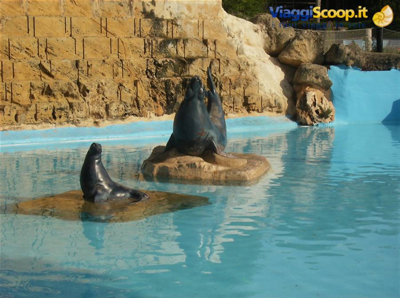 foche aqualand