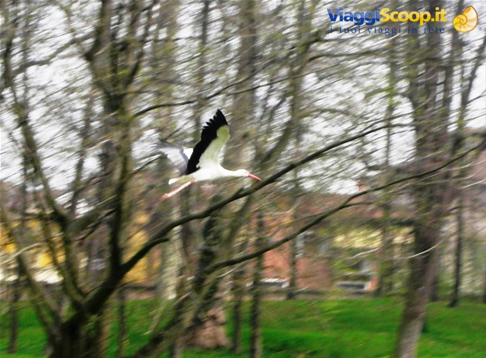 volo di cicogna nel parco