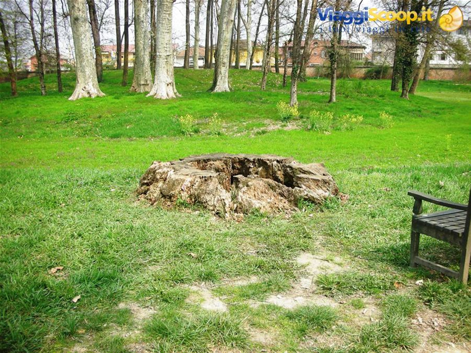 grande radice di secolare albero reciso