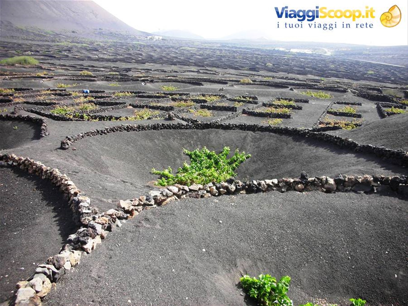 particolari vigneti a lanzarote
