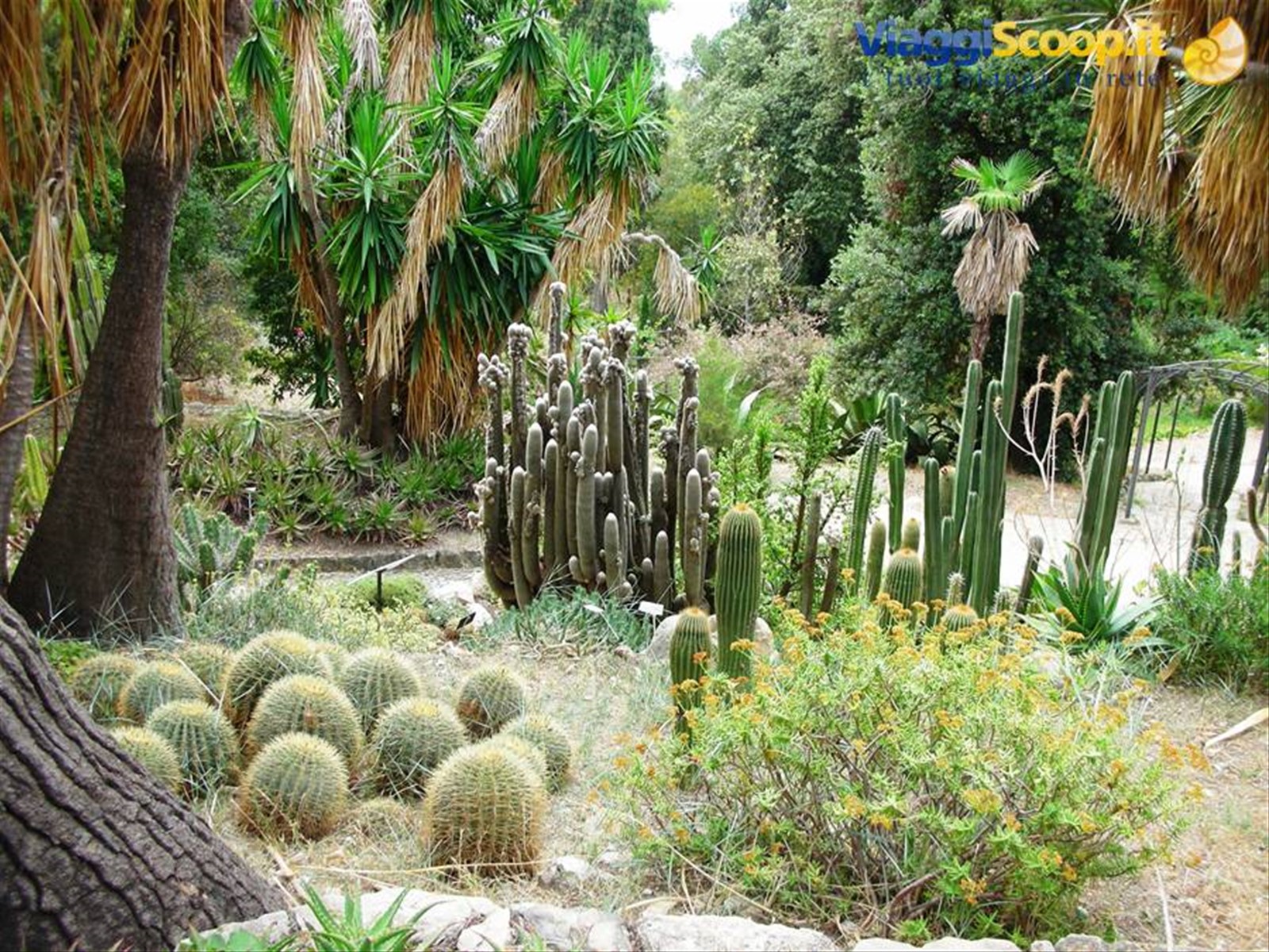 settore cactus