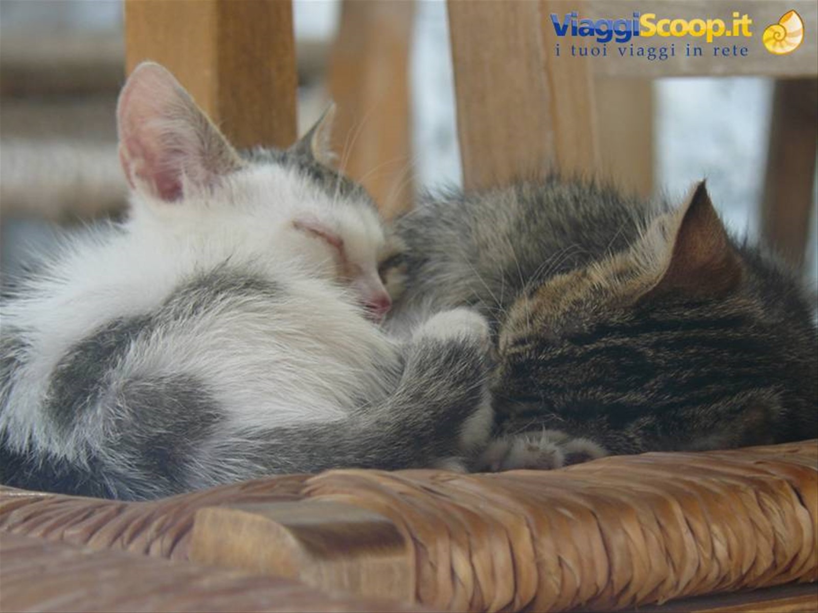 PLATANOS
