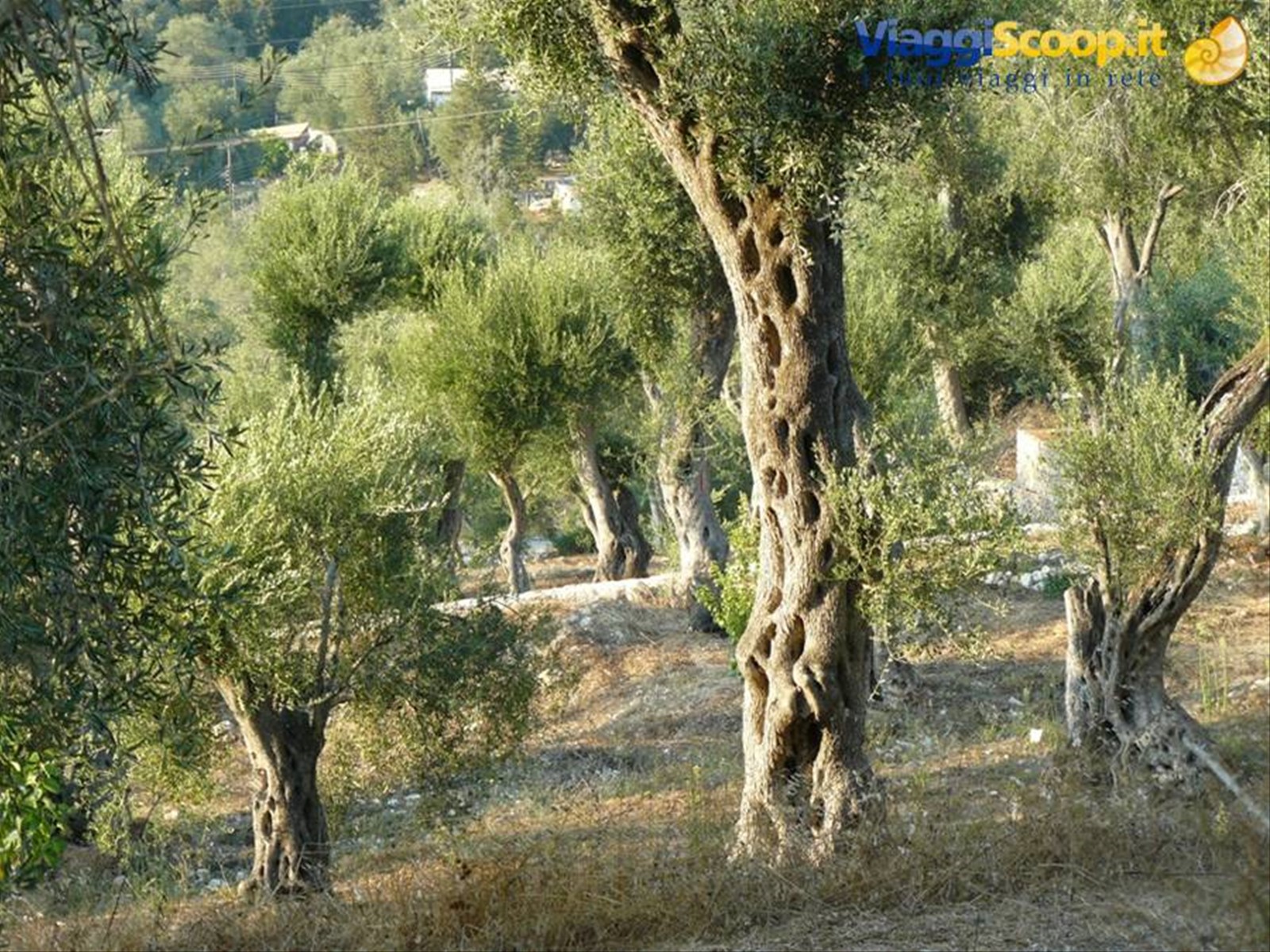 Uliveti di PAXI