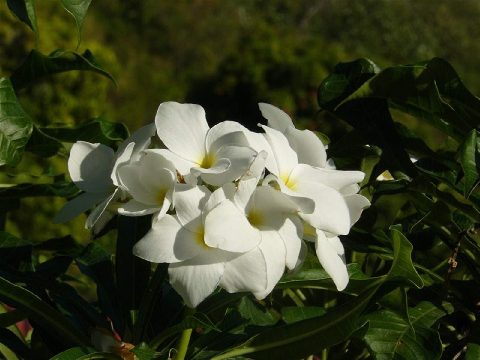 Profumi di Moorea