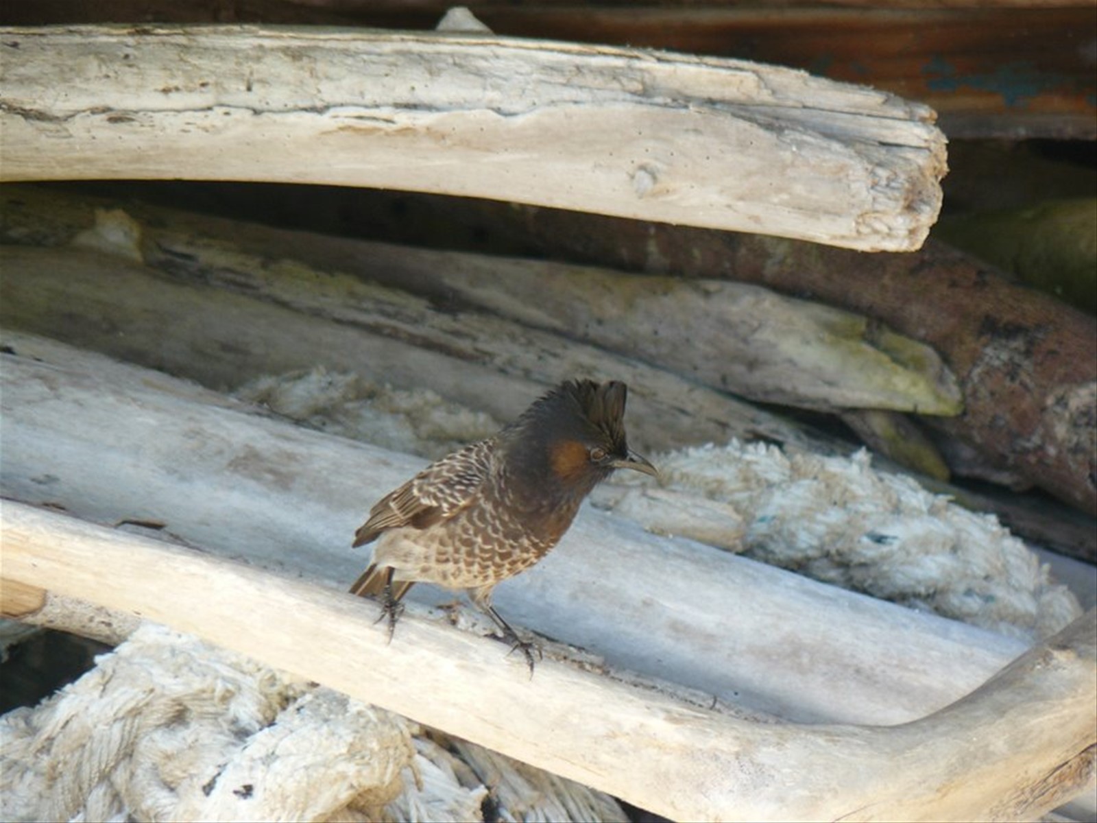 Pension Green Lodge - La nostra sveglia naturale
