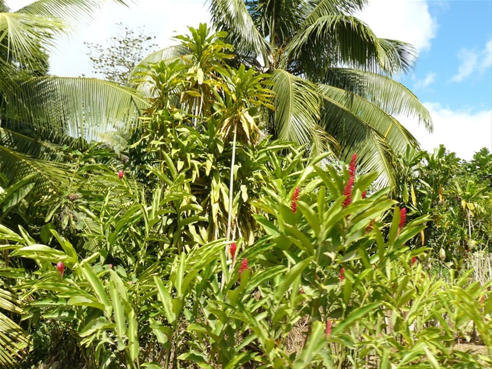 Route des Ananas