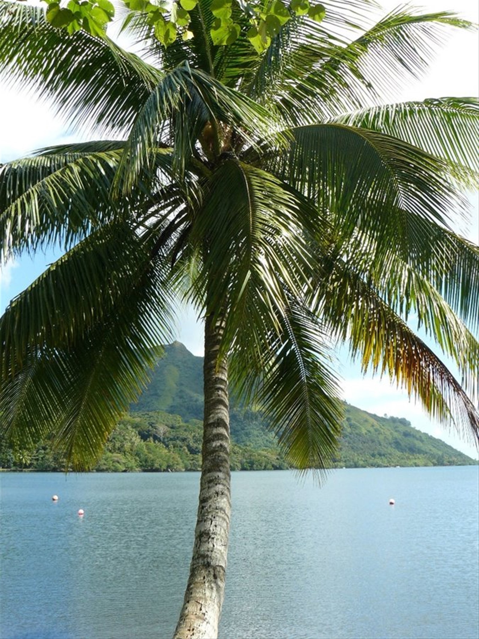 Baia di Opunohu