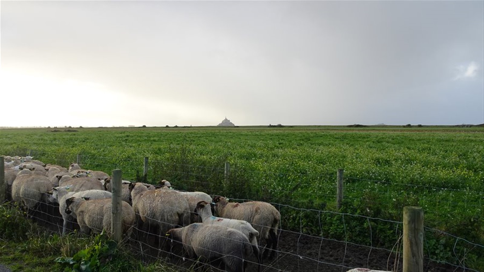 Pecore al pascolo, e in lontananza il Mont Saint-Michel ci aspetta.