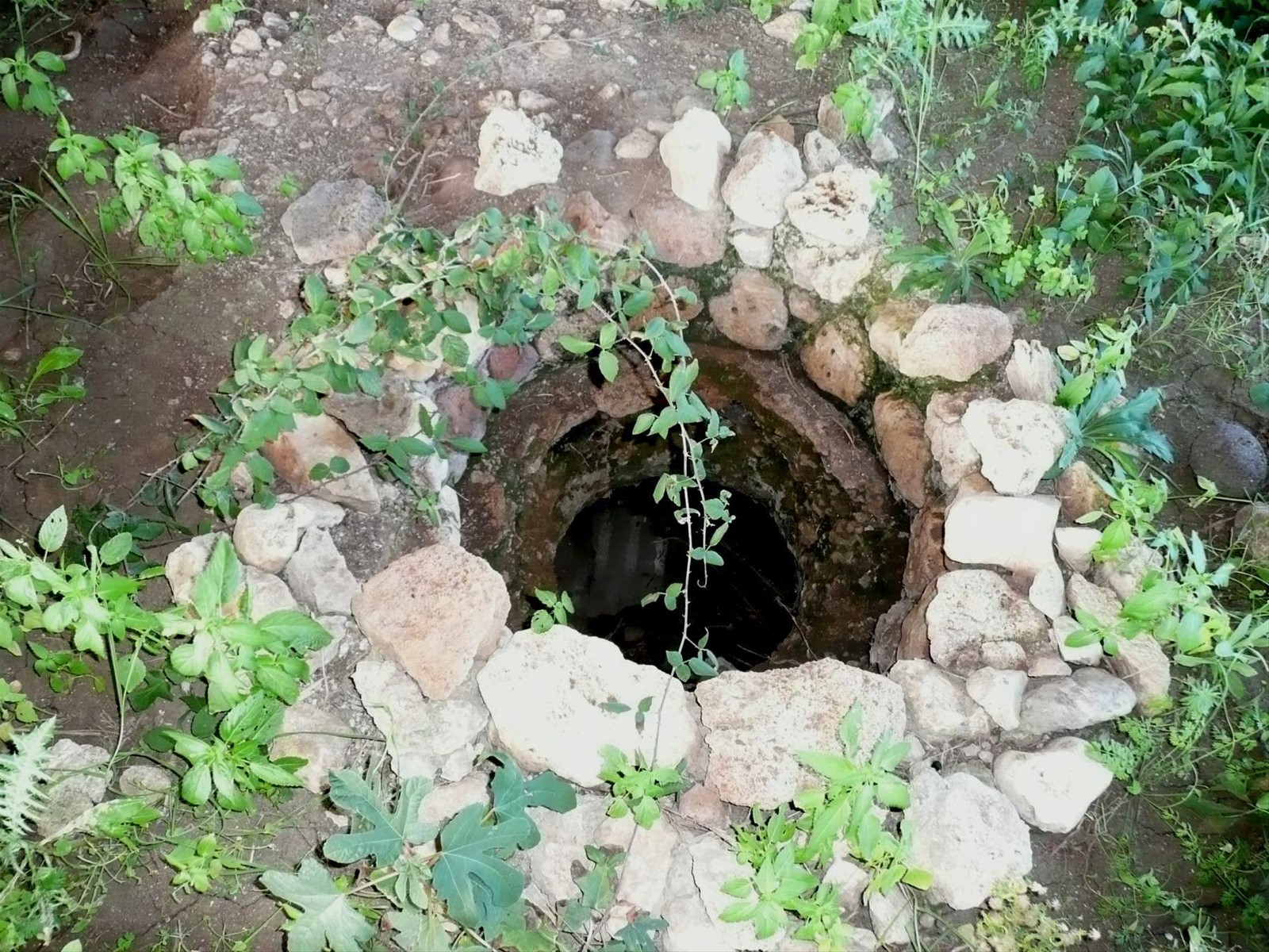 THAPSOS