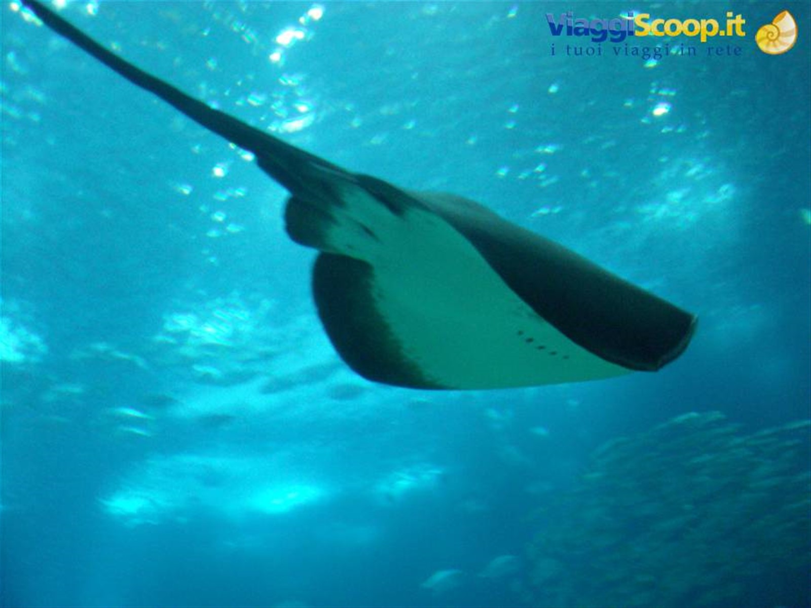 Manta-Oceanario-Lisbona
