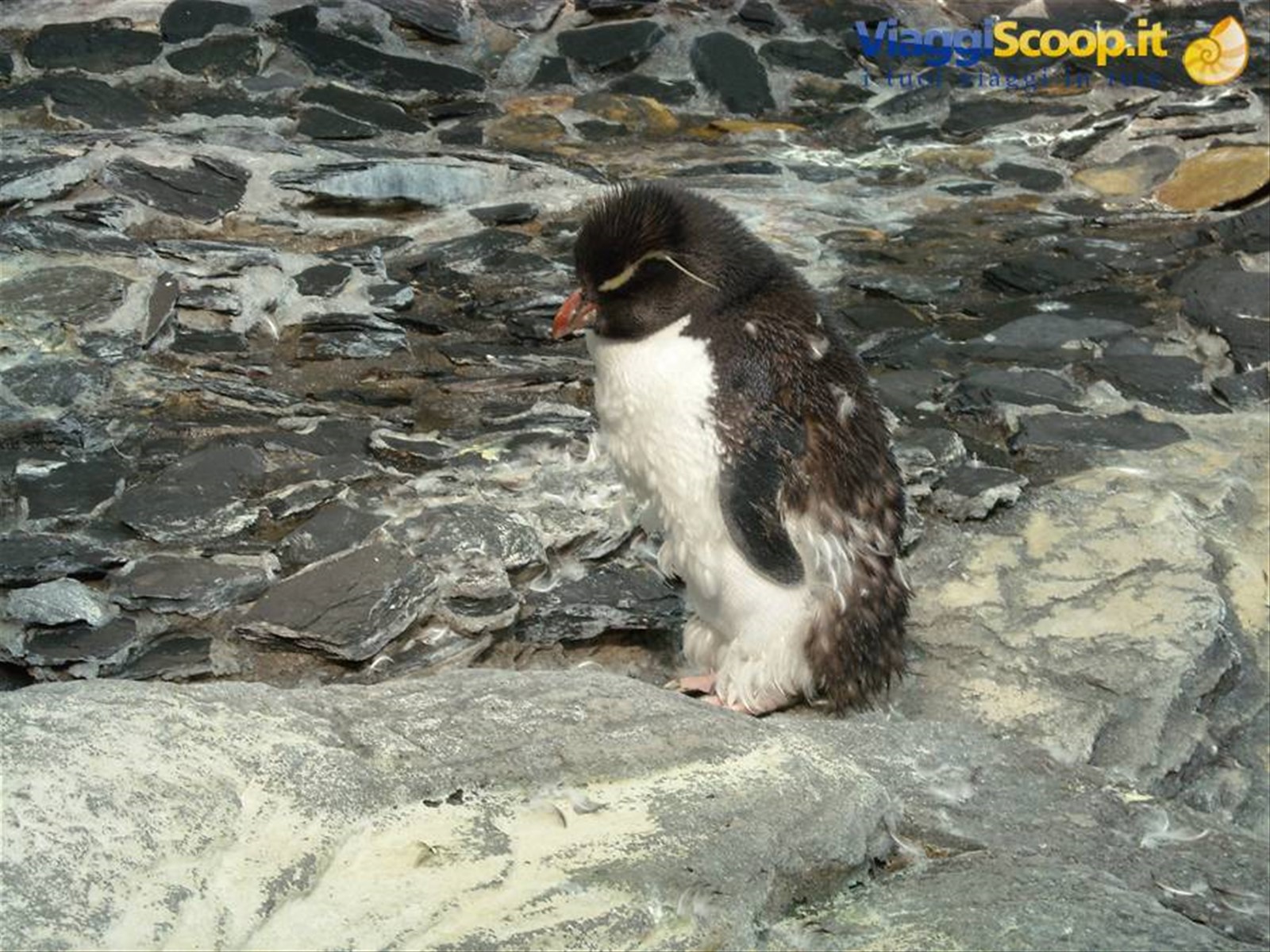 pinguino-oceanario-lisbona