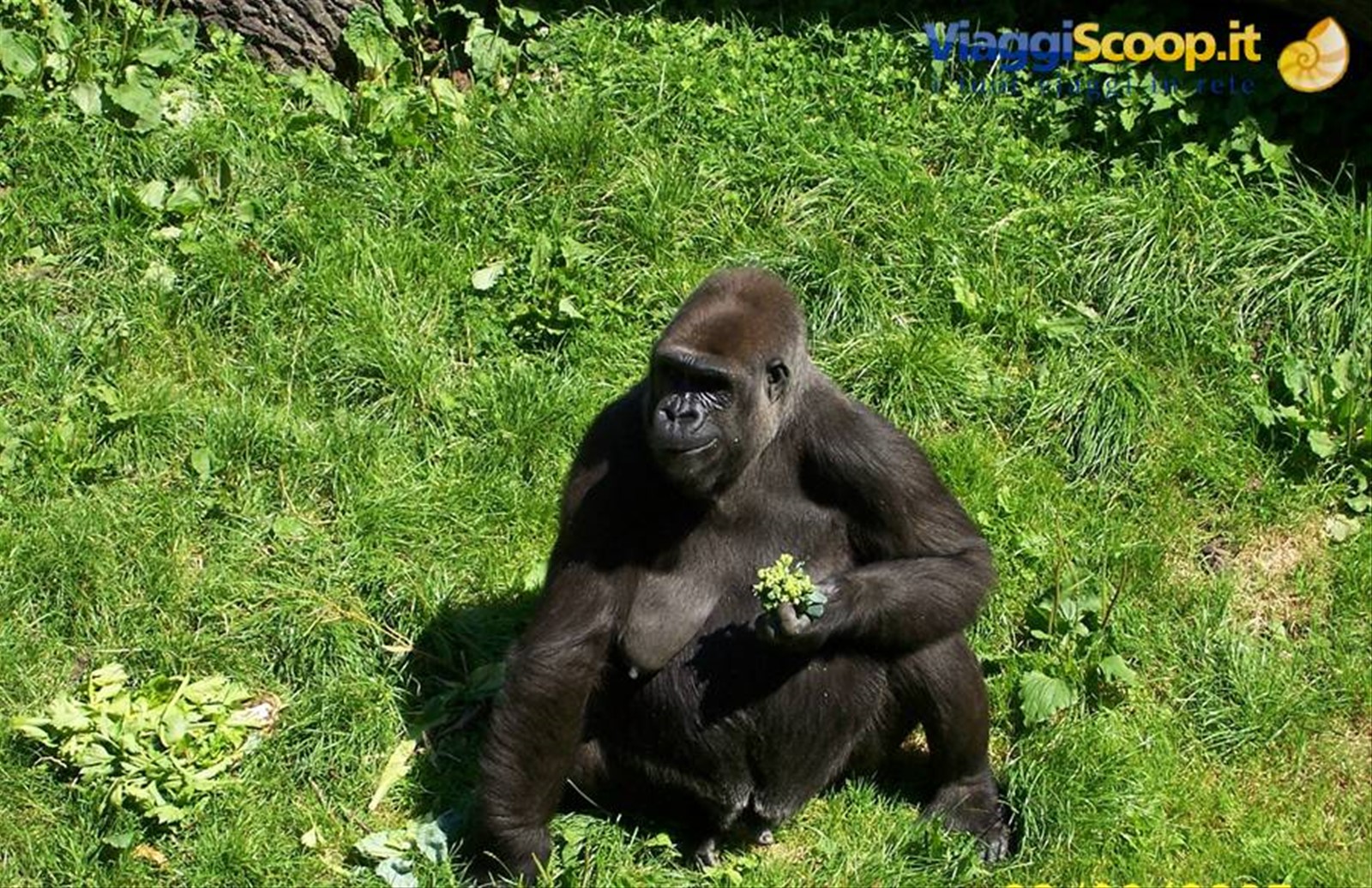 Gorilla allo Durrell Wildlife Conservation zoo