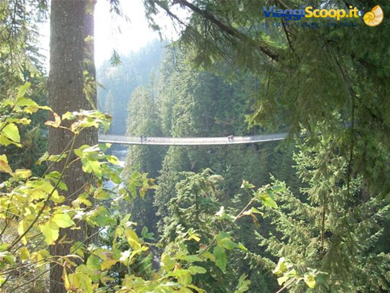Vancouver capilano park 3