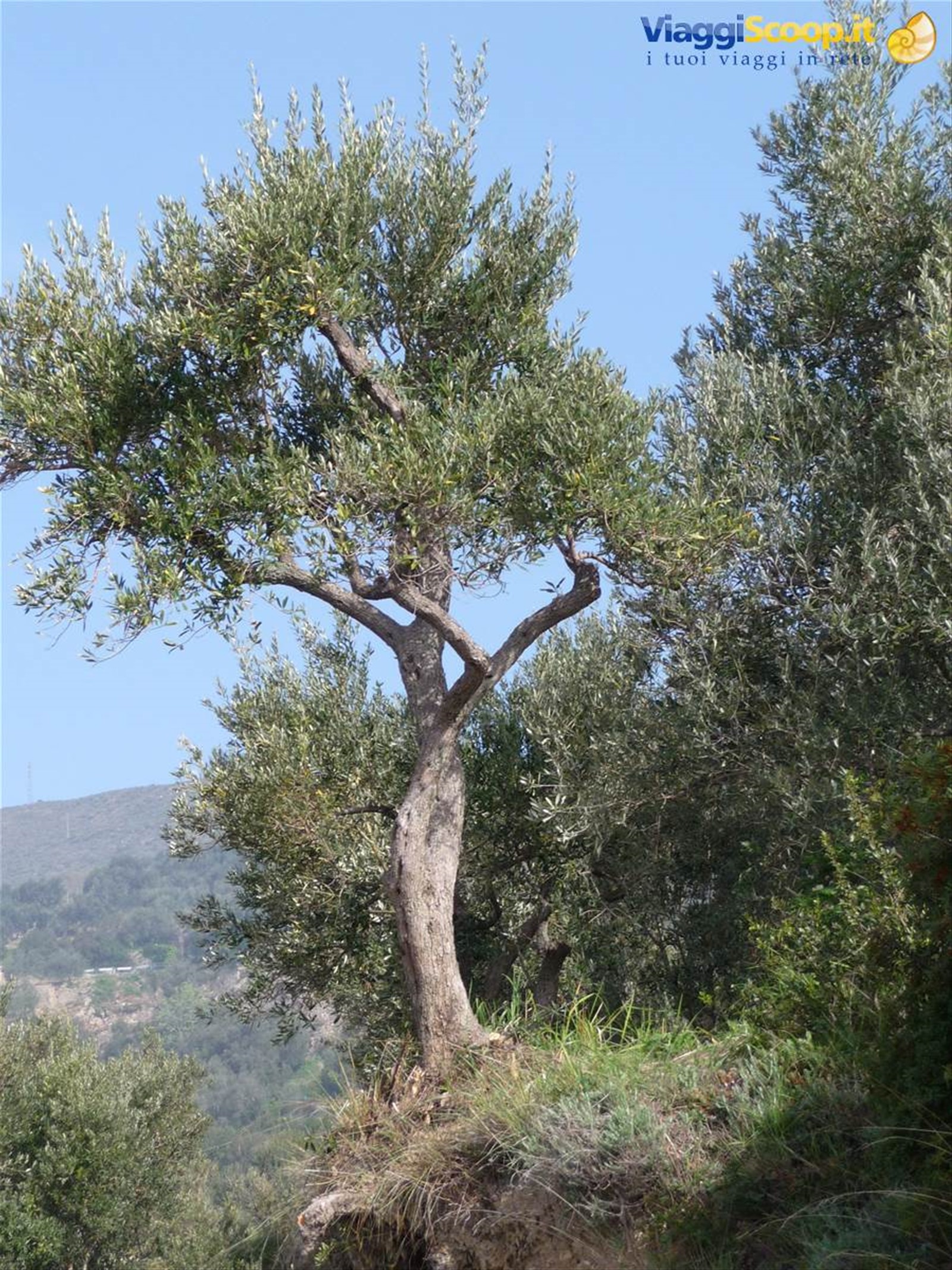 Alassio