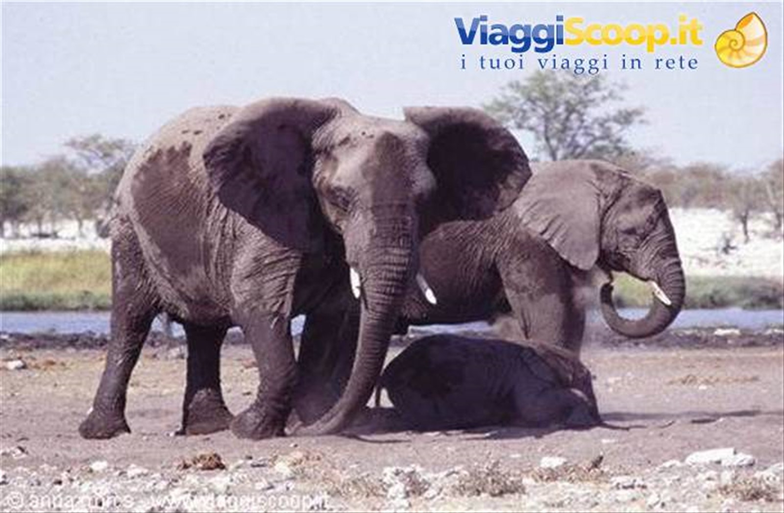Elenfanti all'Etosha National Park