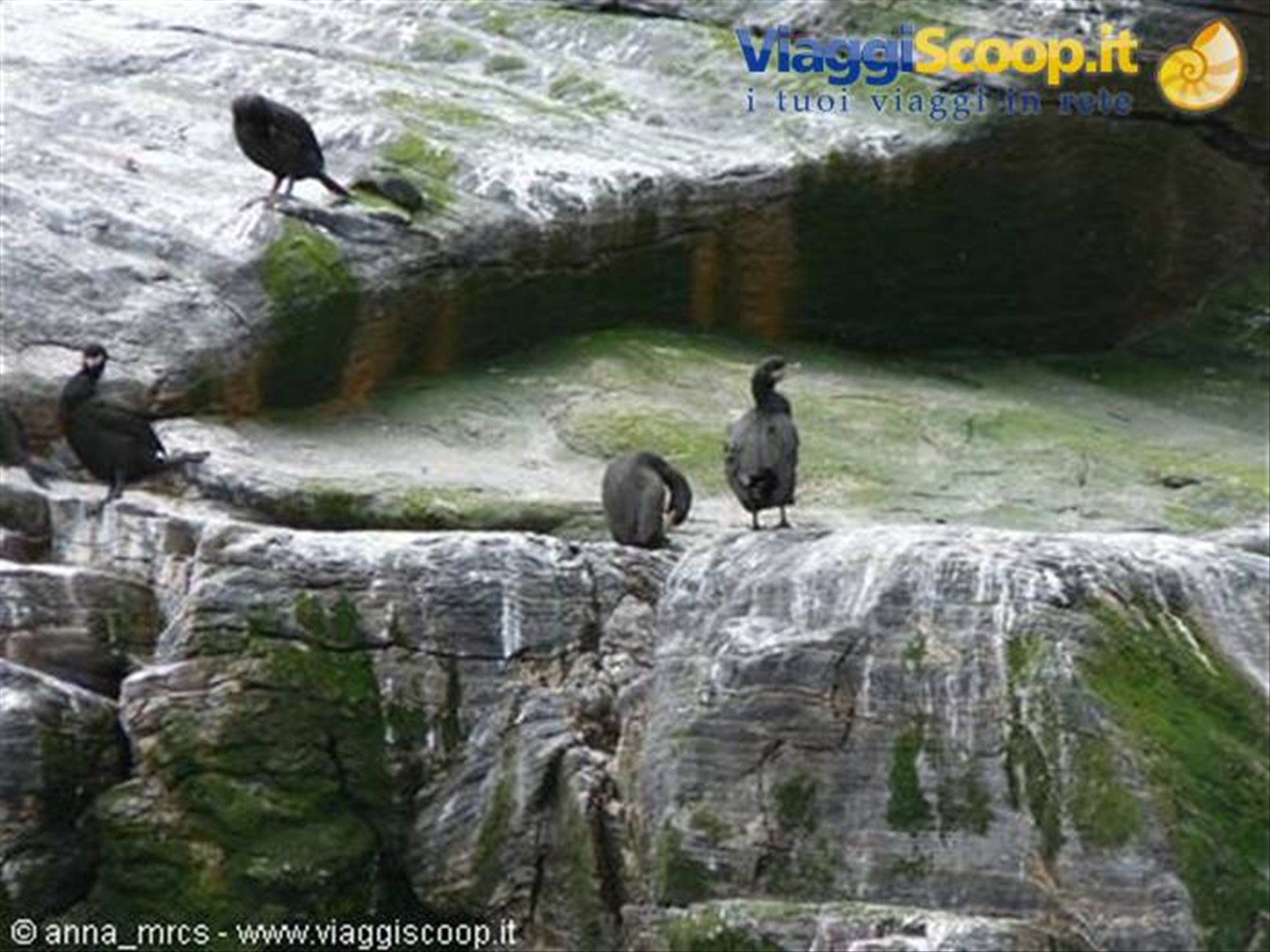 Cormorani