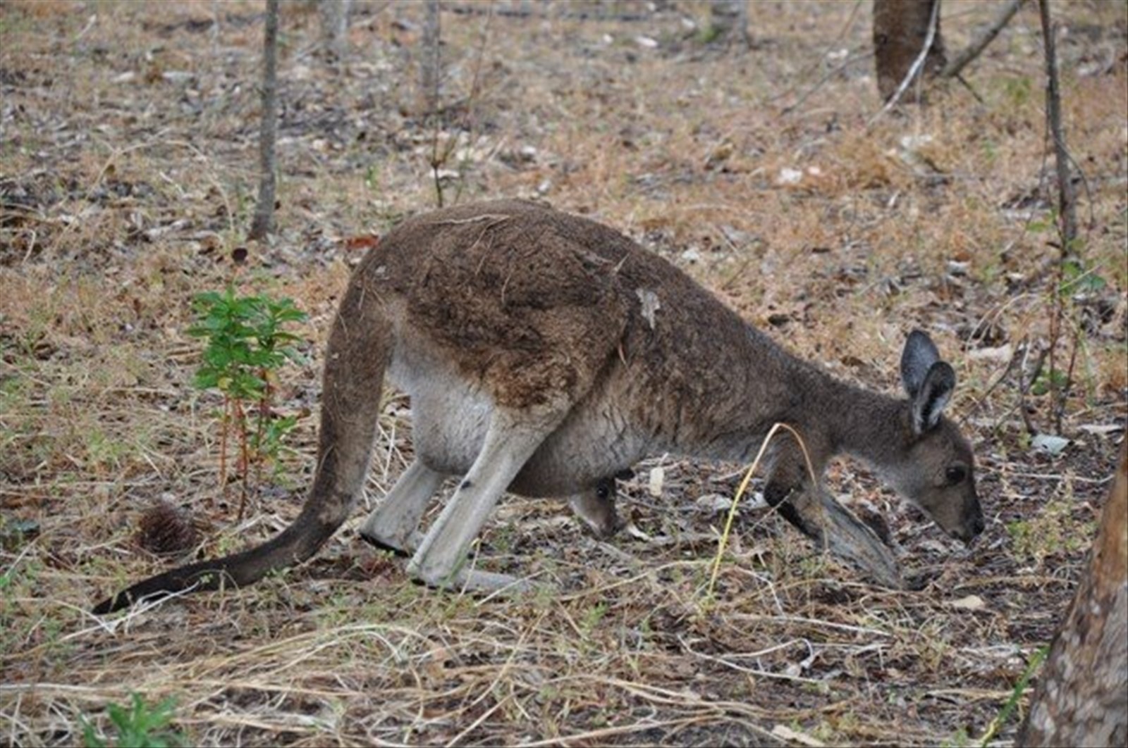 Yanchep N.P.