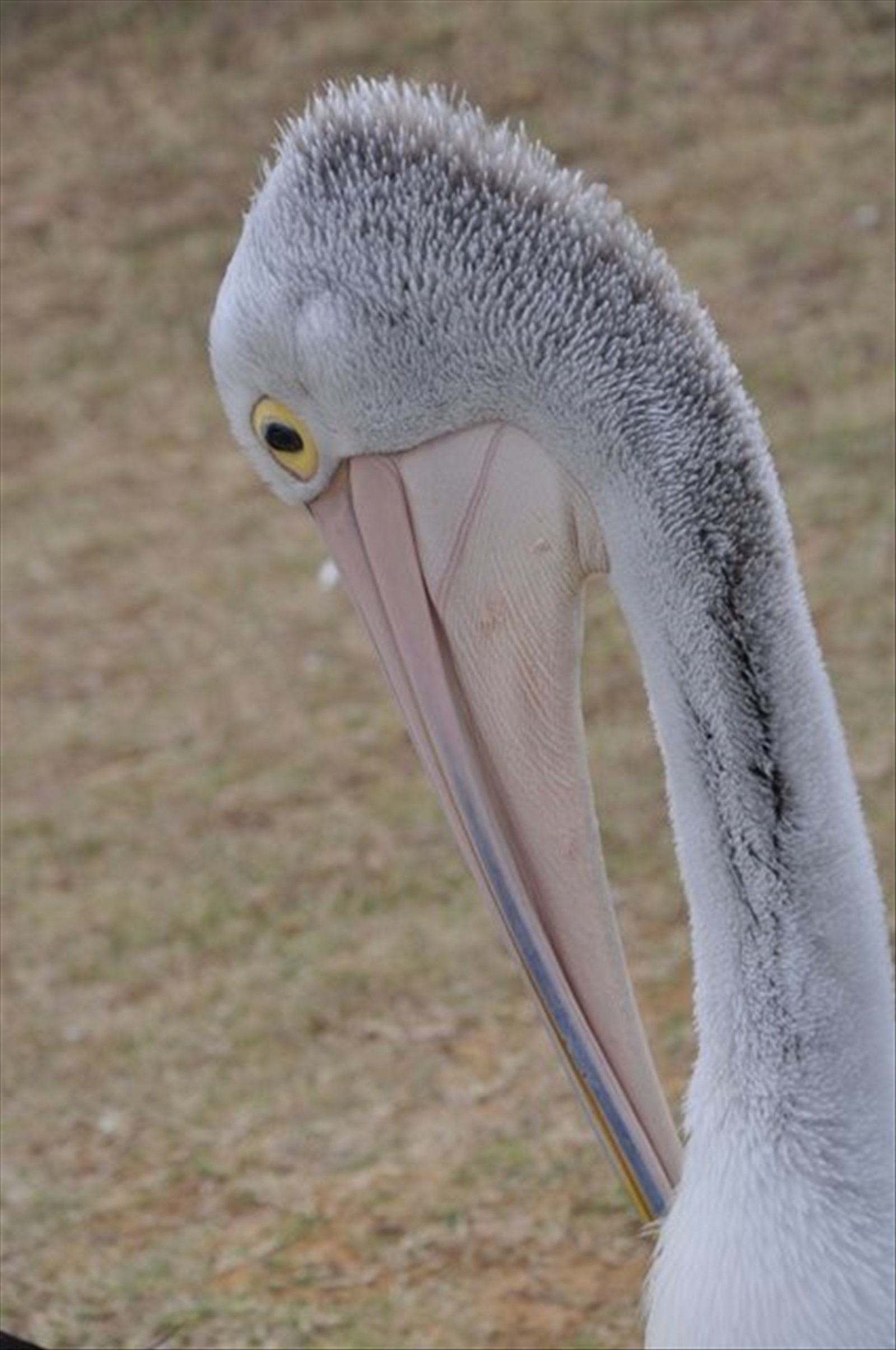 Kalbarri, il pasto dei pellicani