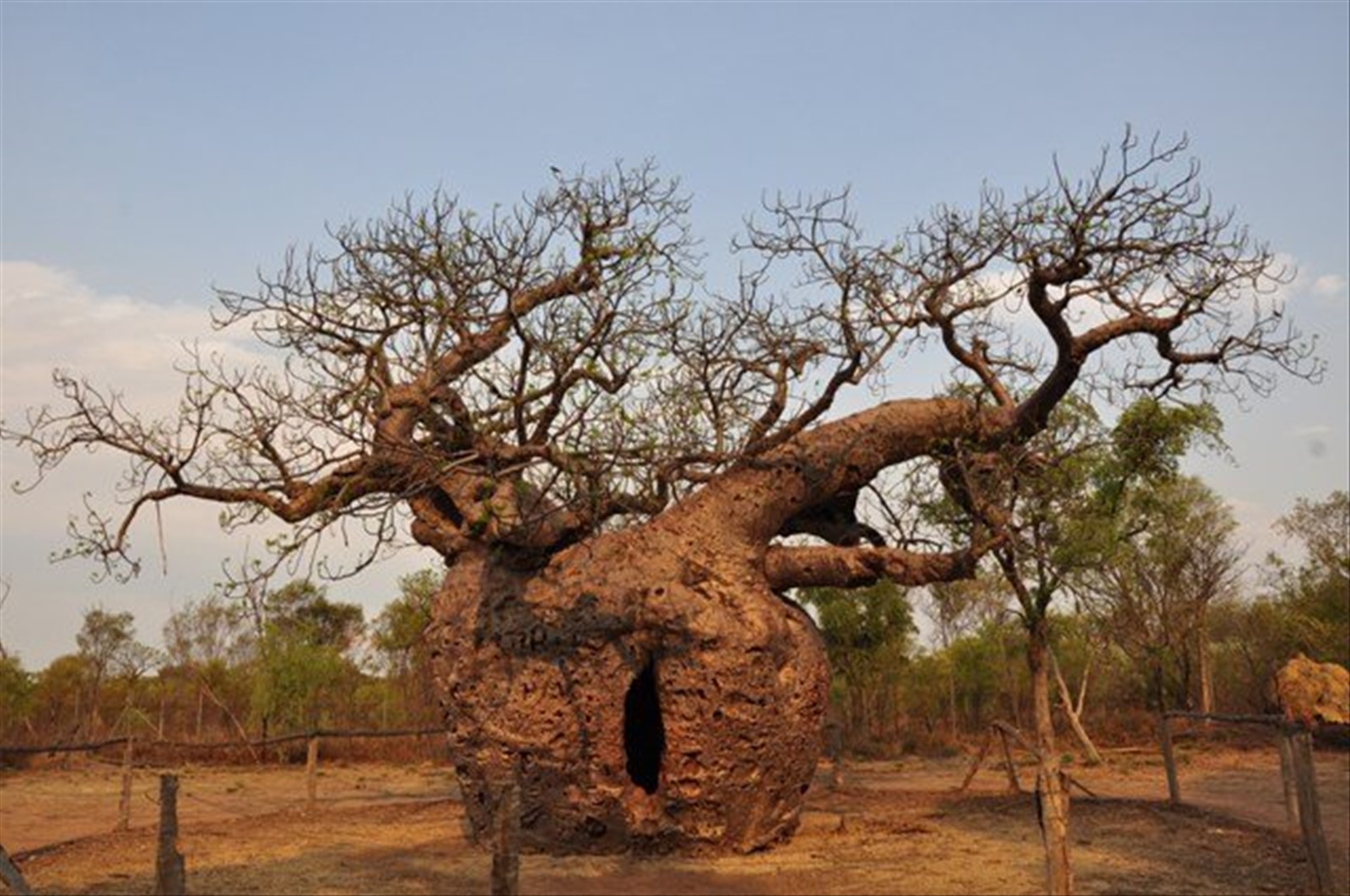 Boab prison tree