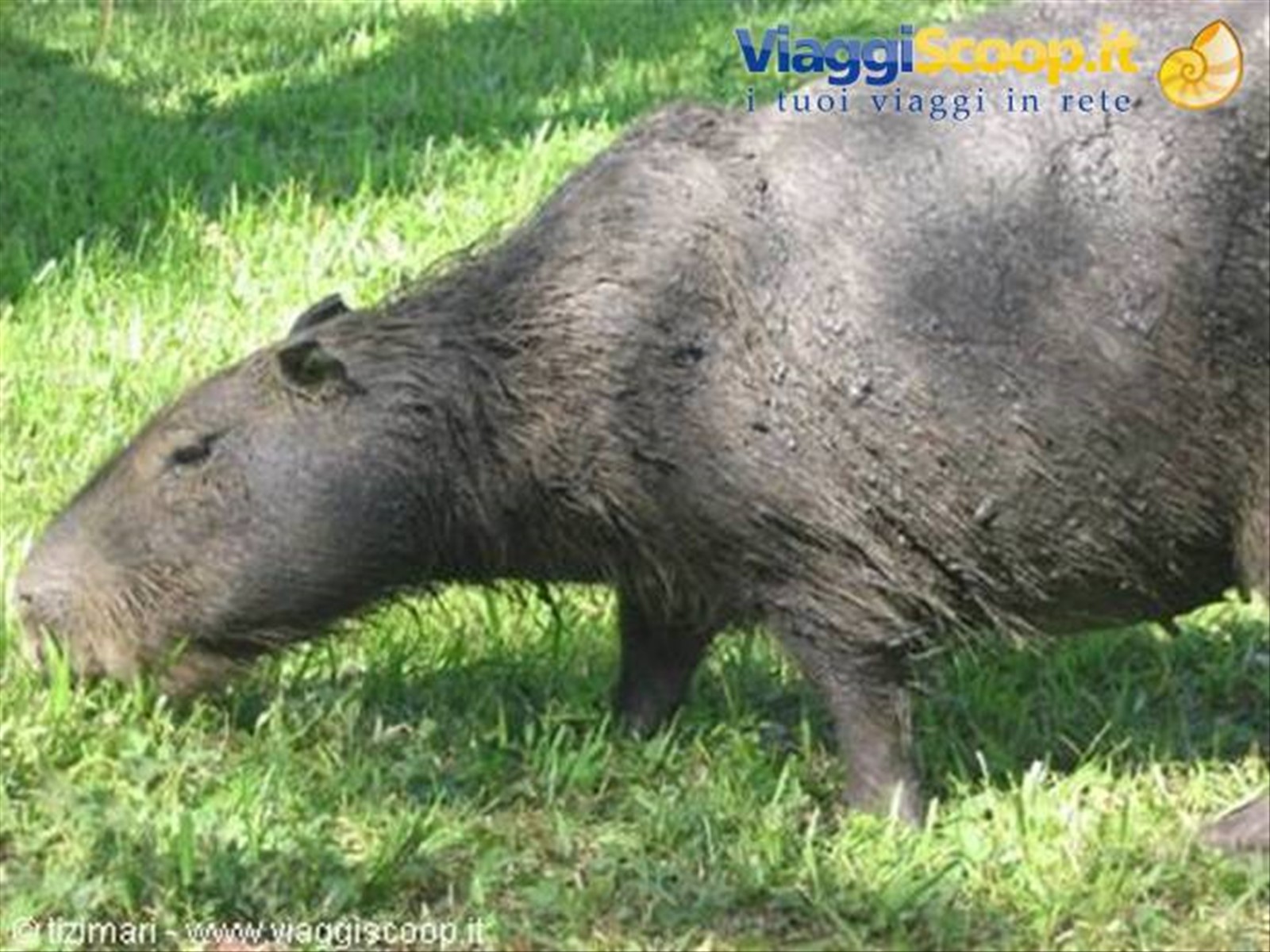 capibara (dopo i fanghi)