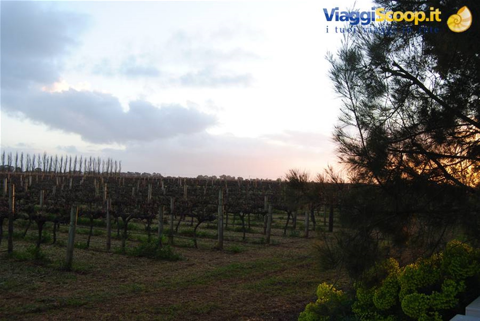 La regione vinicola di Conoowara