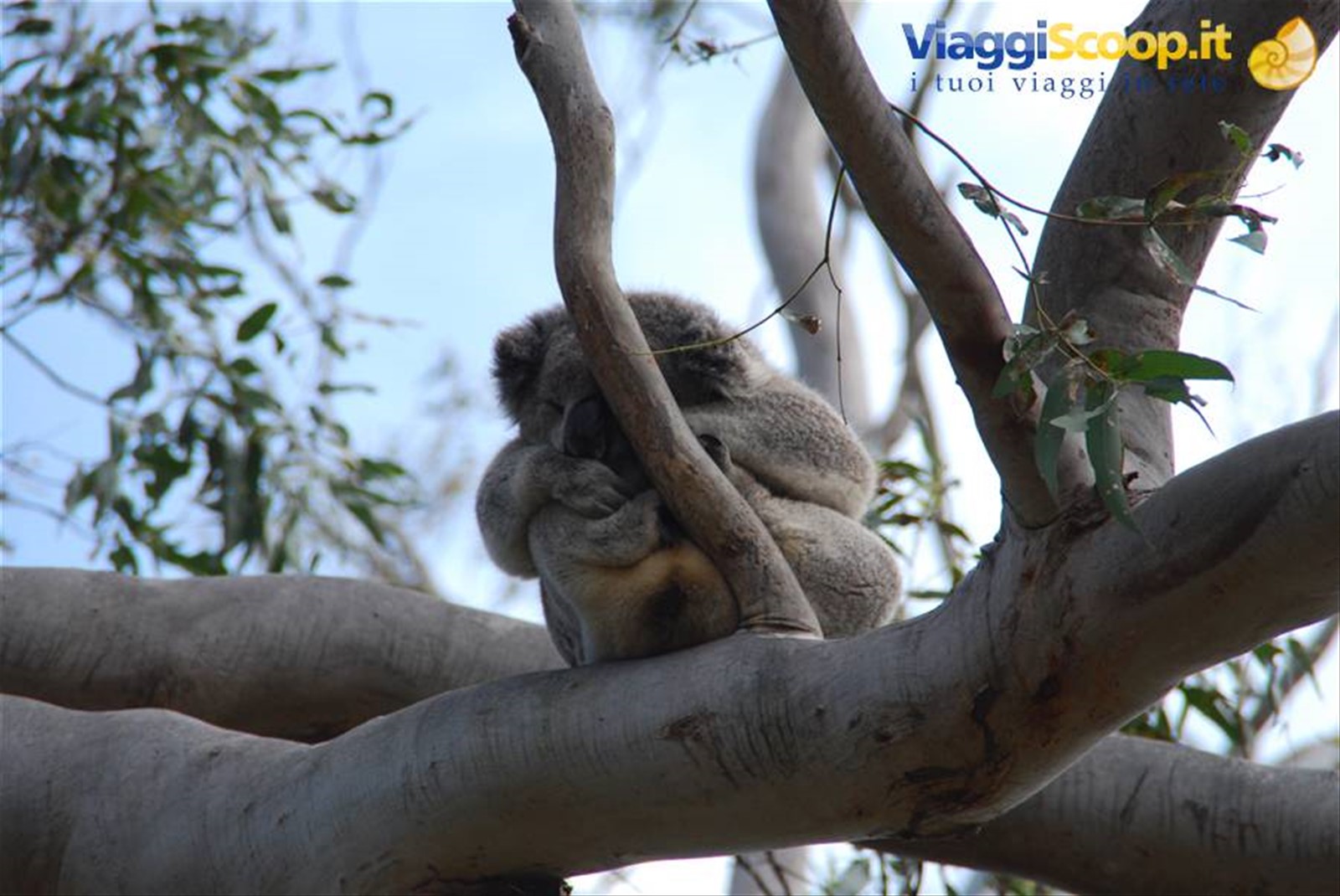 Foto di viaggio in AUSTRALIA